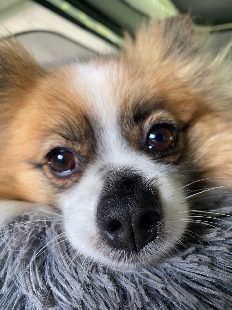 Muddy Paws Dog Grooming Salon Yarrahapinni NSW 2441