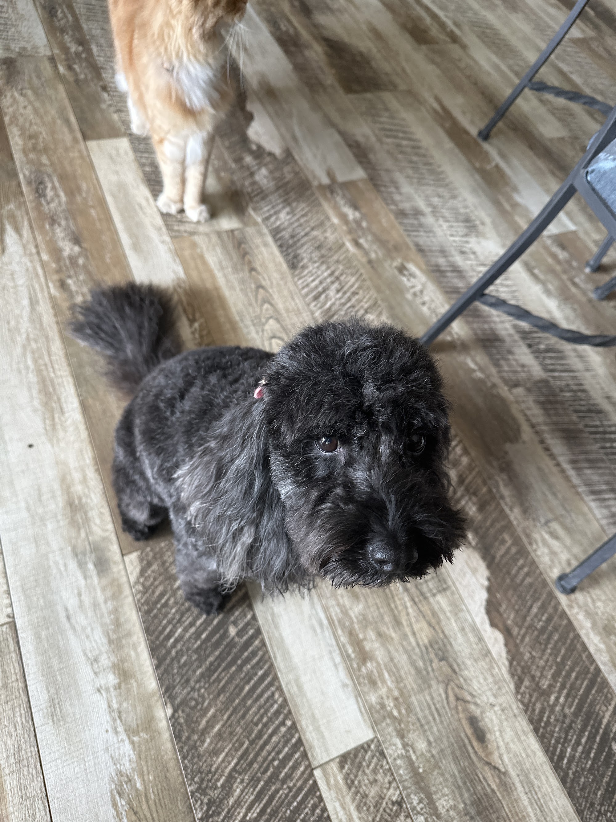 Muddy Paws Dog Grooming Salon Yarrahapinni NSW 2441