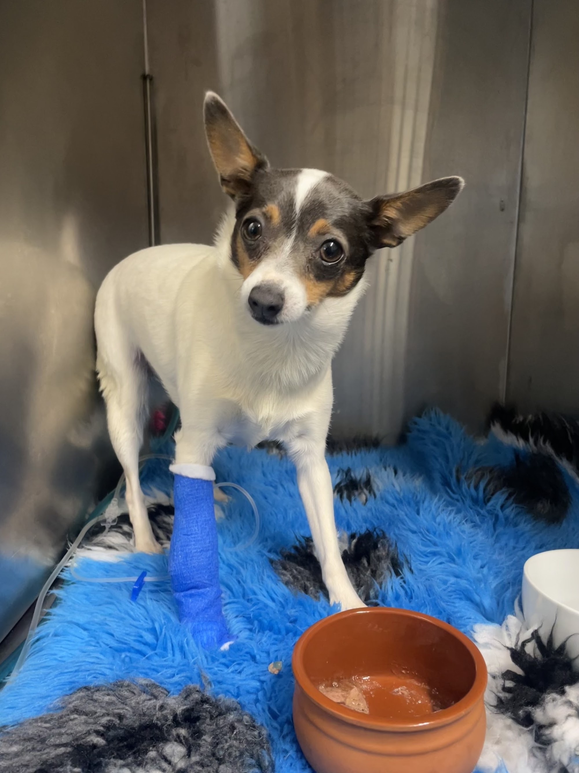 Macleay Valley Veterinary Services — Pet Groomers