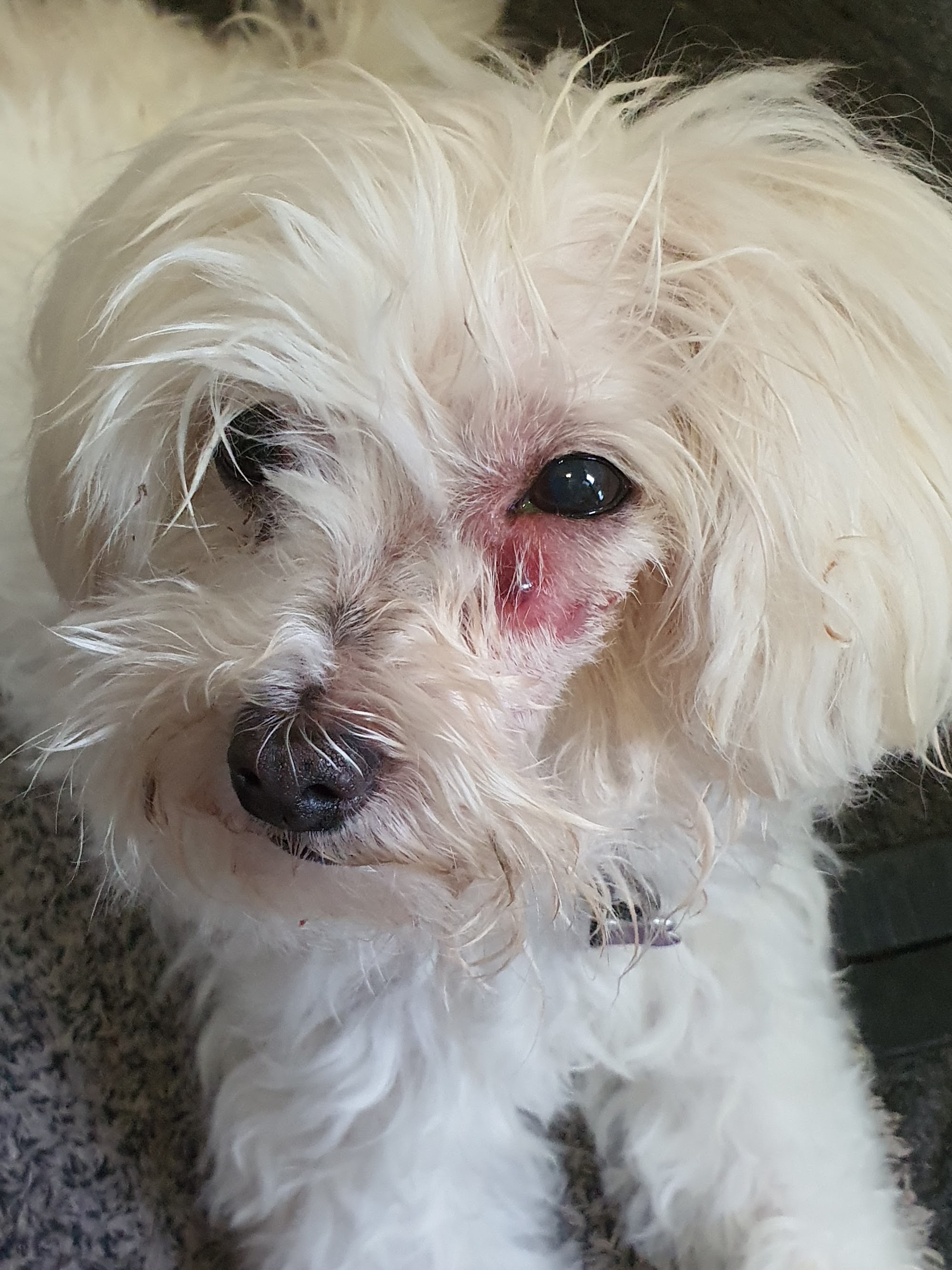 Macleay Valley Veterinary Services