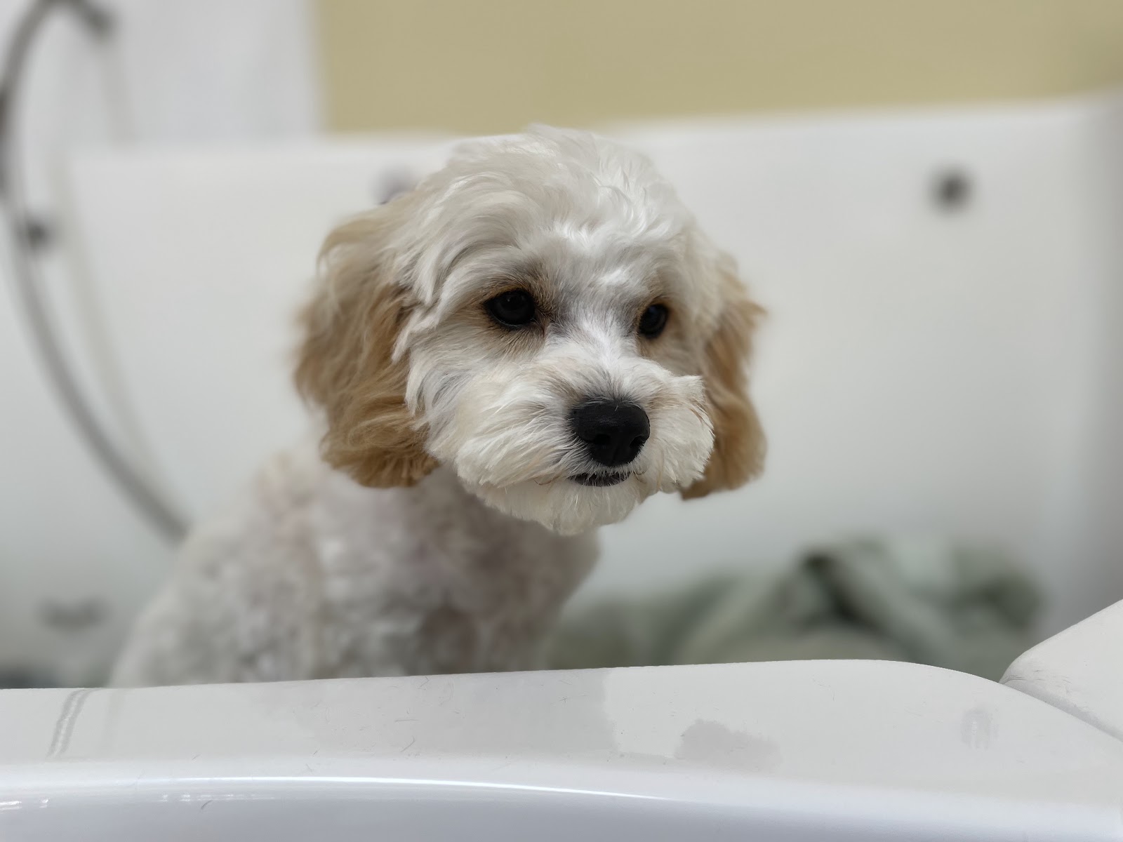 Little Brown Dogs SWR Dog Grooming — Pet Groomers