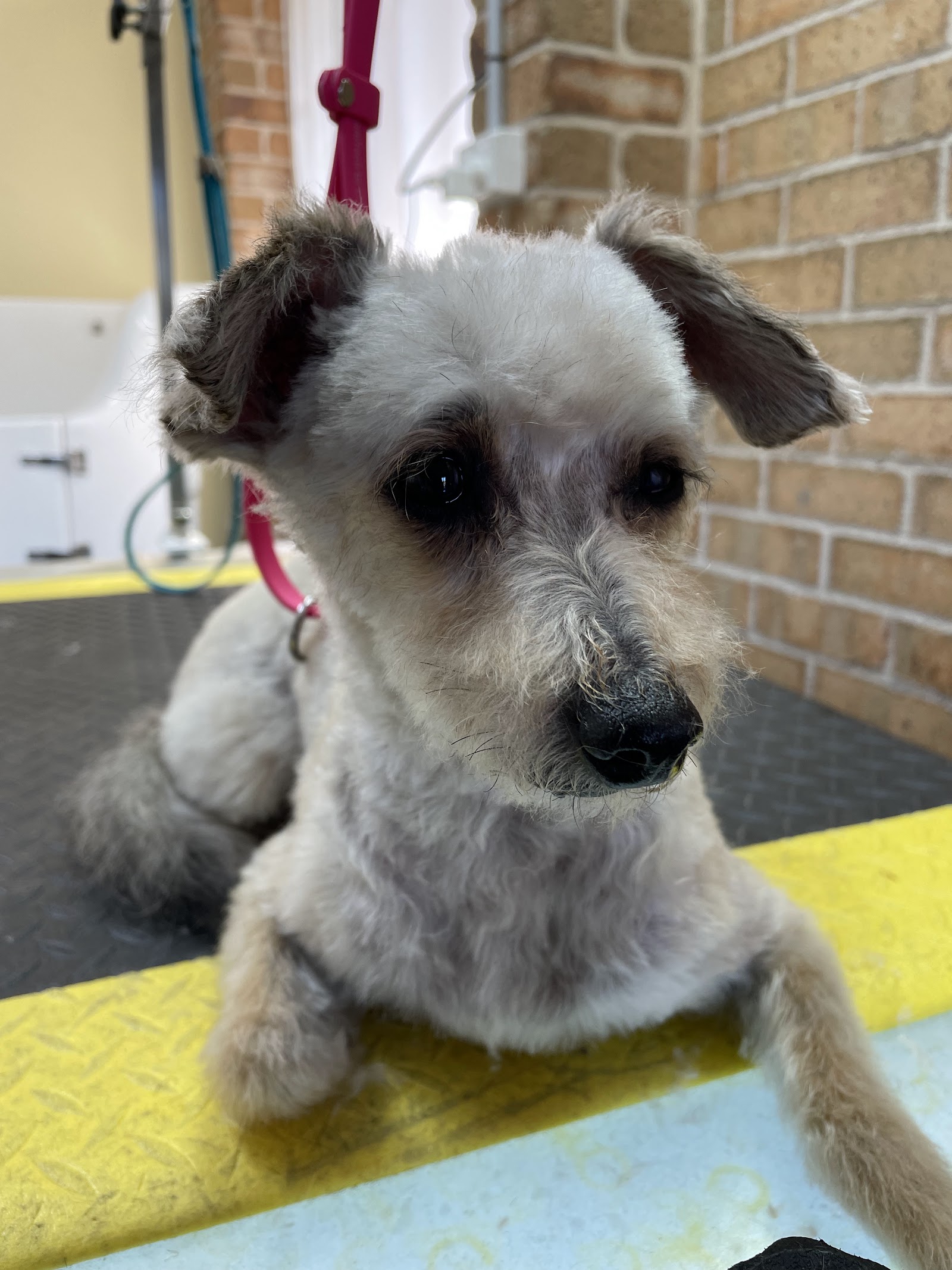 Little Brown Dogs SWR Dog Grooming