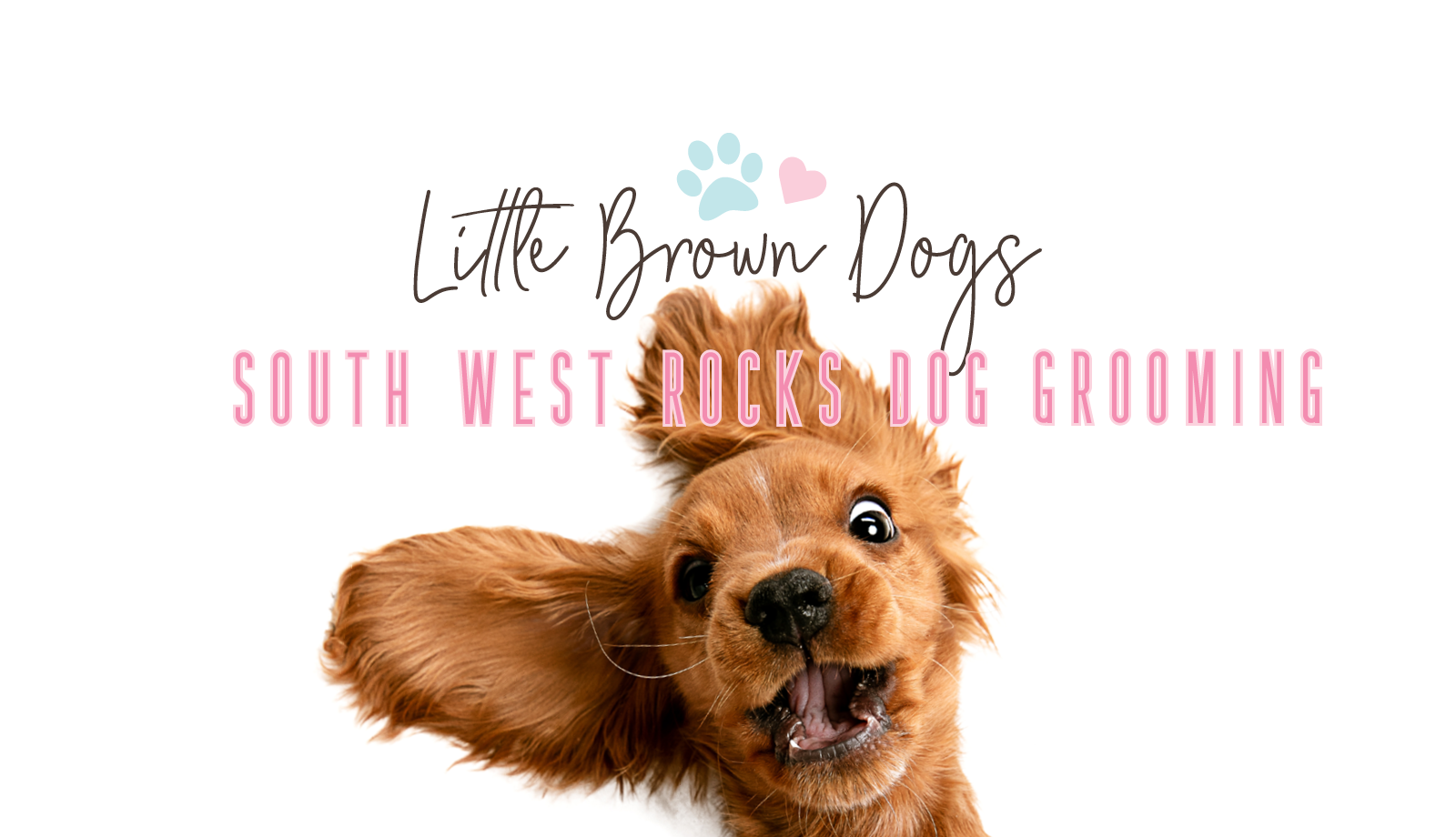 Little Brown Dogs SWR Dog Grooming