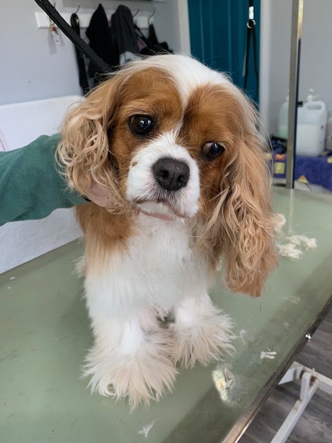 Little Brown Dogs SWR Dog Grooming