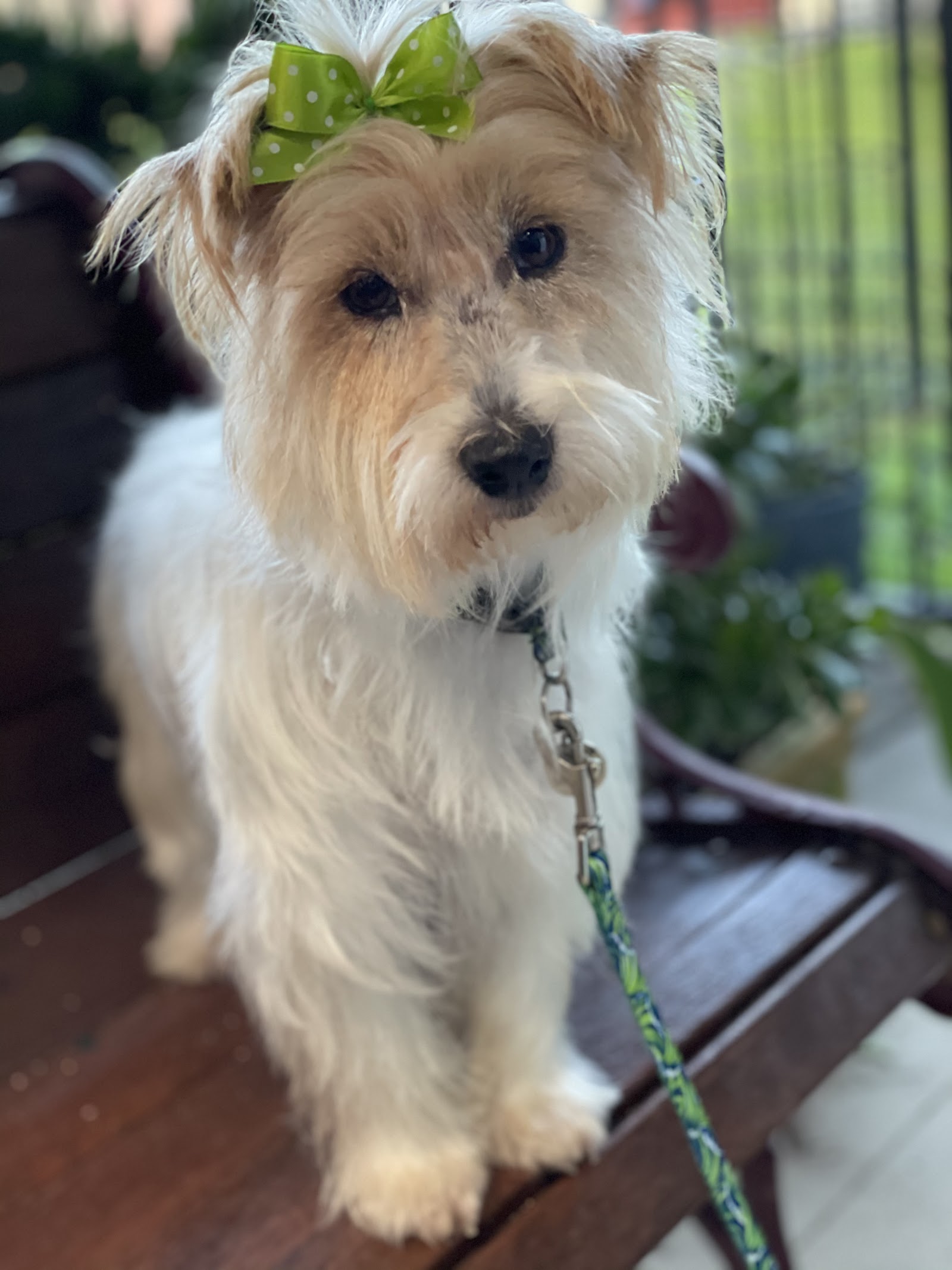 Little Brown Dogs SWR Dog Grooming