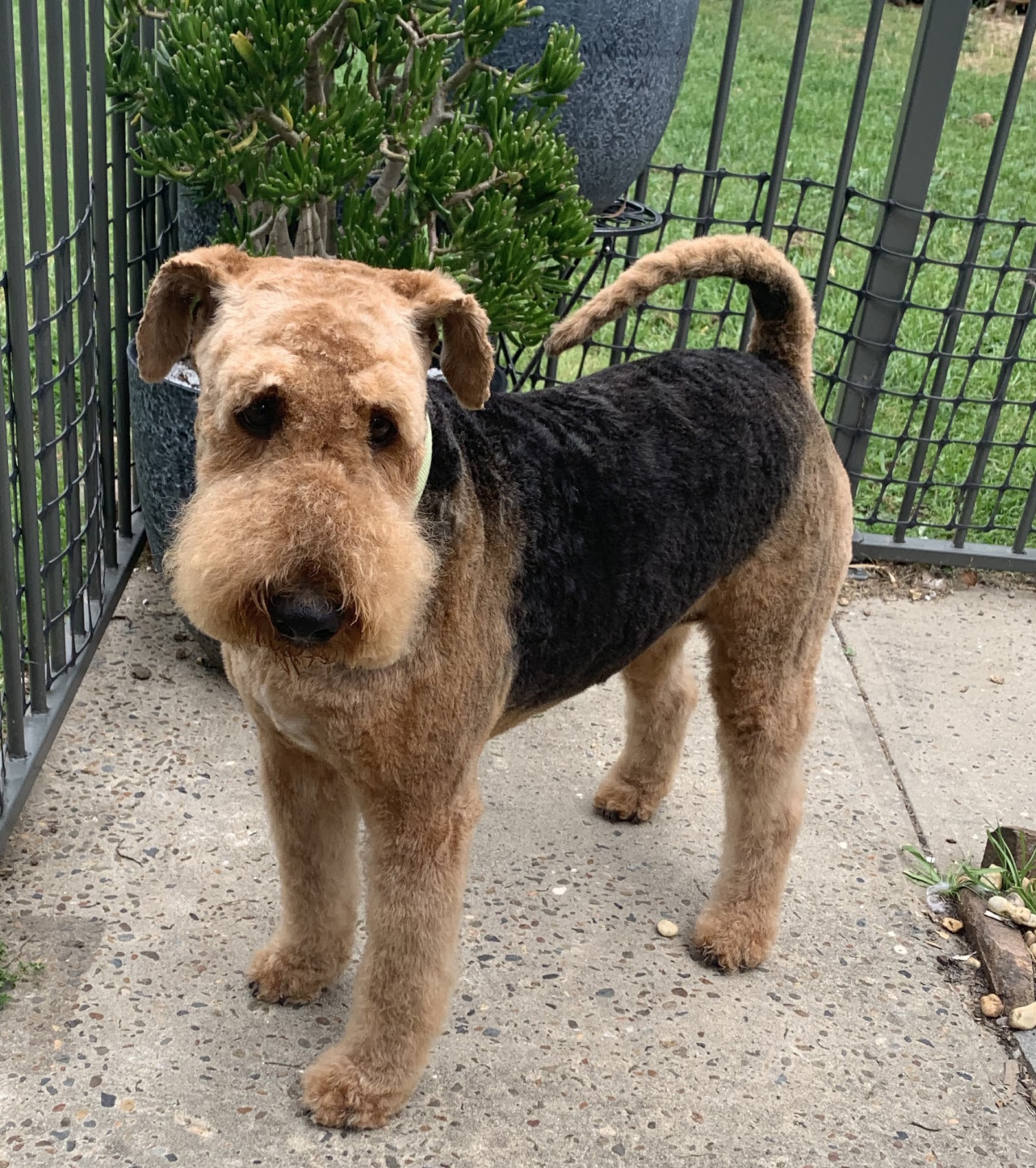 Little Brown Dogs SWR Dog Grooming