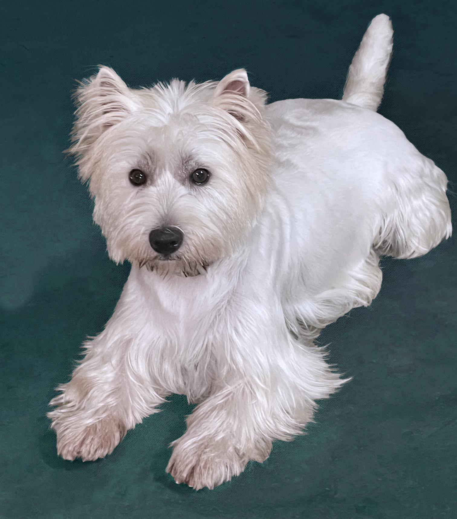 Little Brown Dogs SWR Dog Grooming