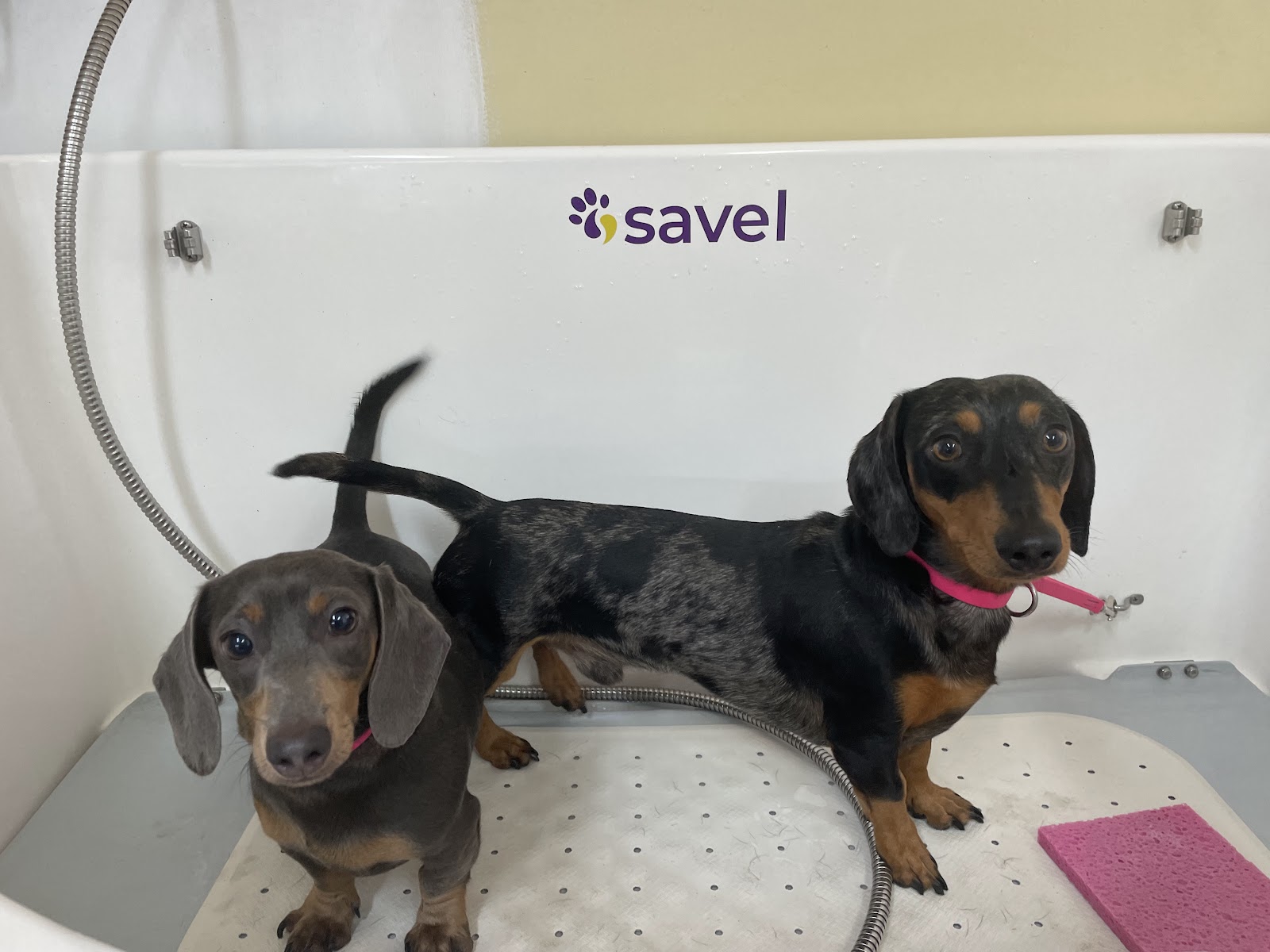 Little Brown Dogs SWR Dog Grooming
