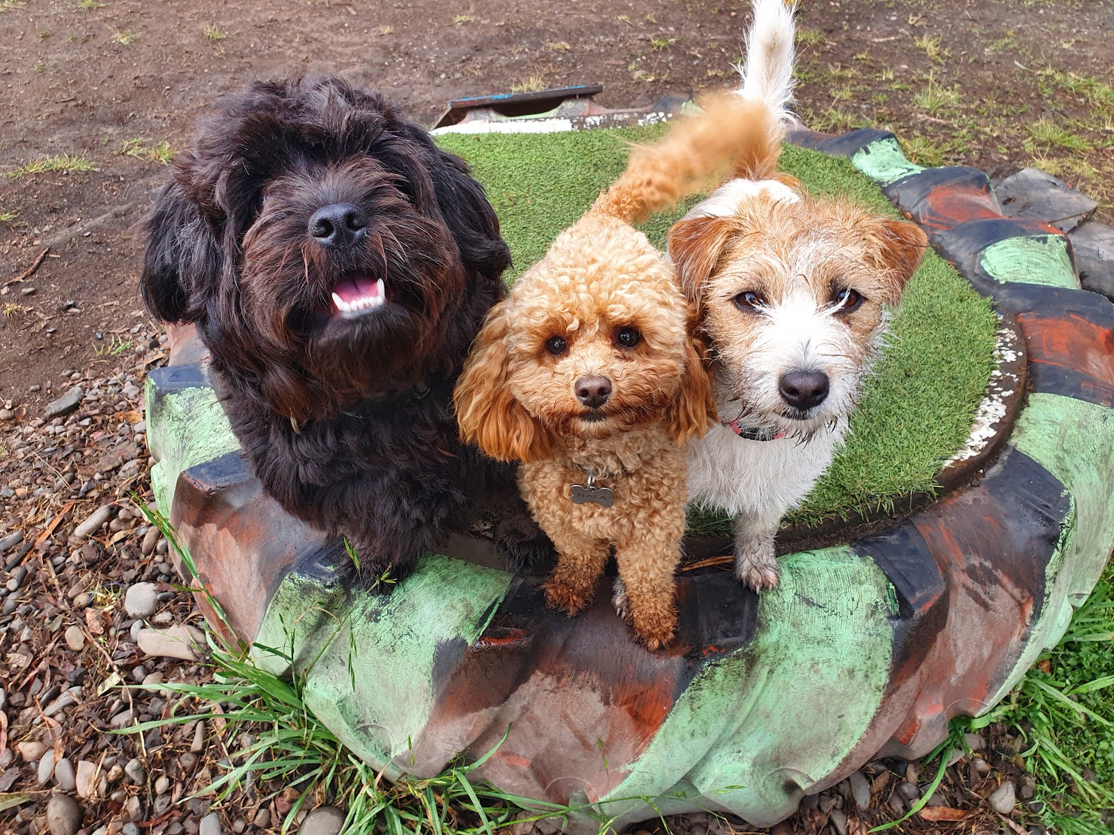 The Dog House Kempsey — Pet Groomers