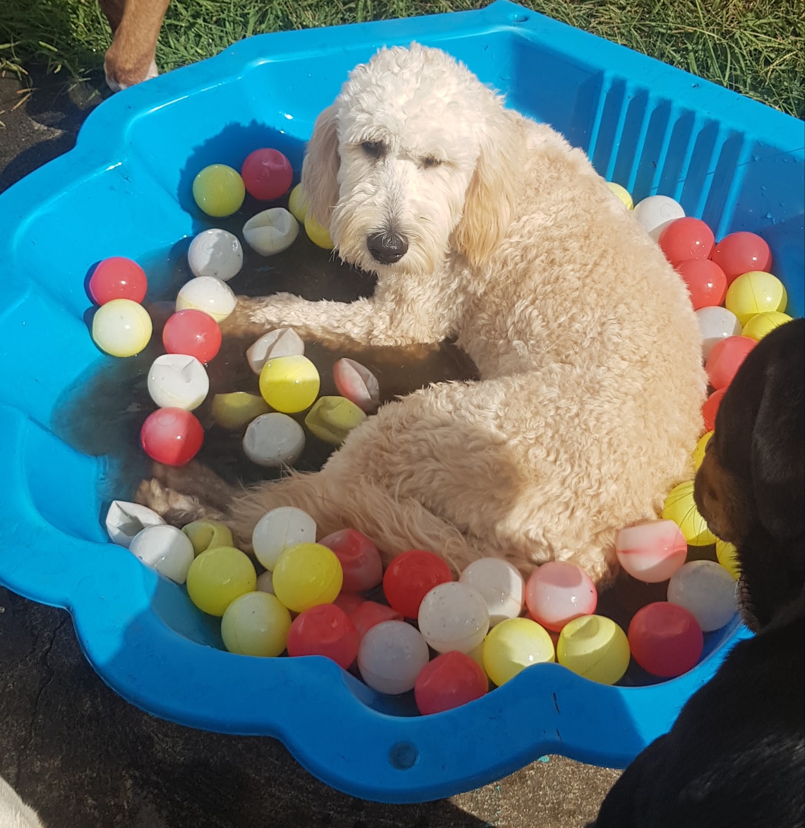 The Dog House Kempsey