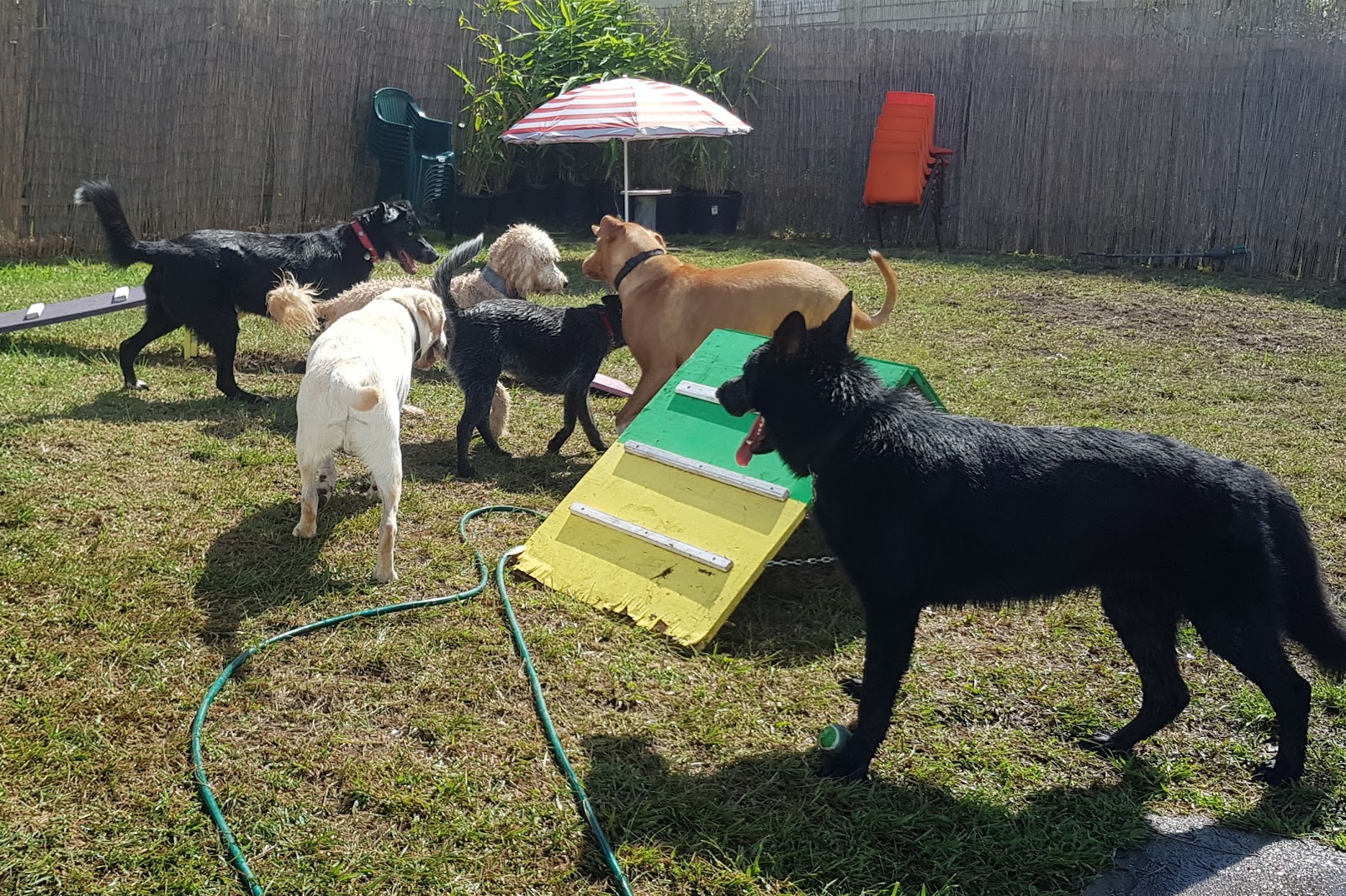 The Dog House Kempsey