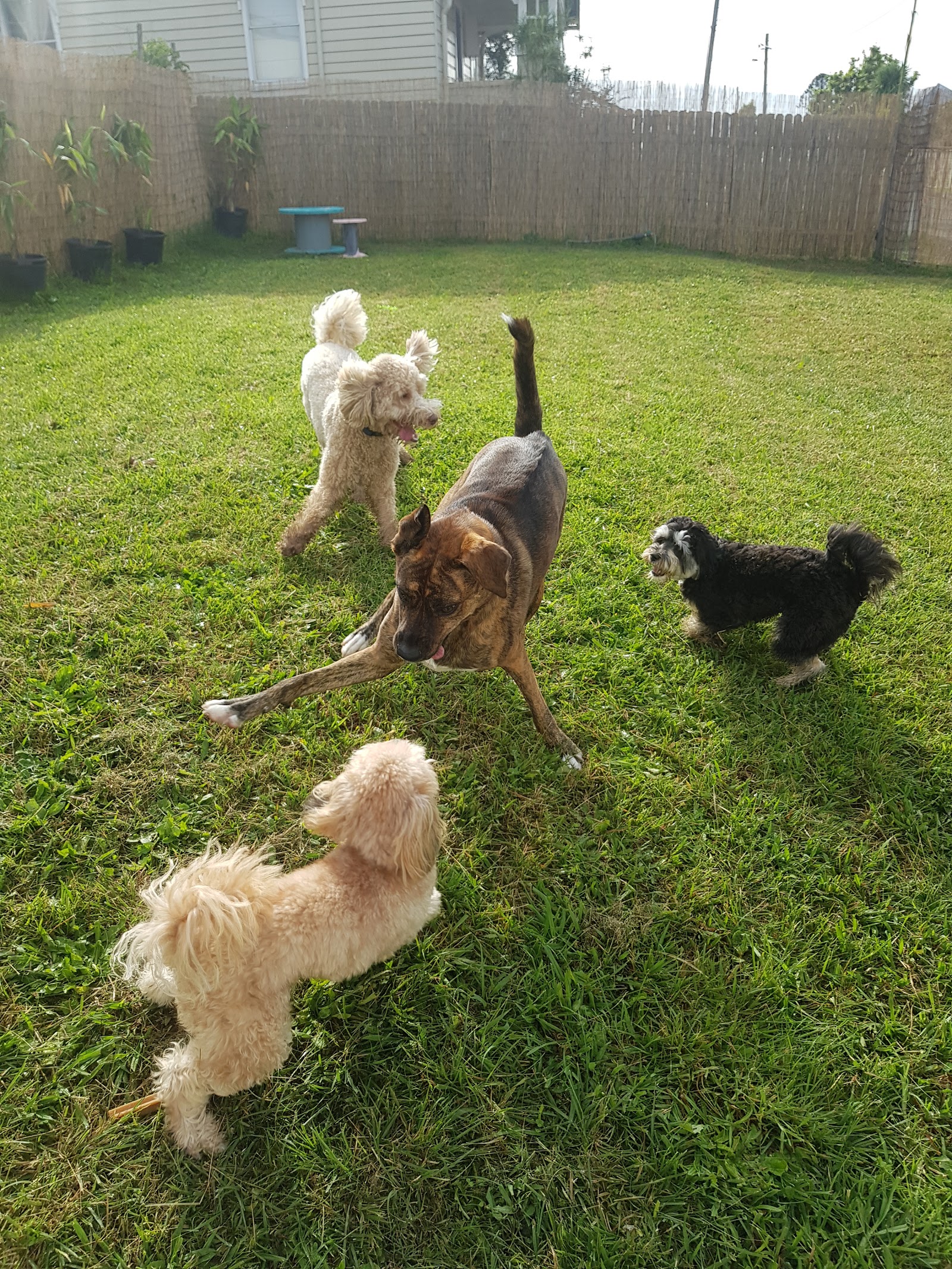 The Dog House Kempsey