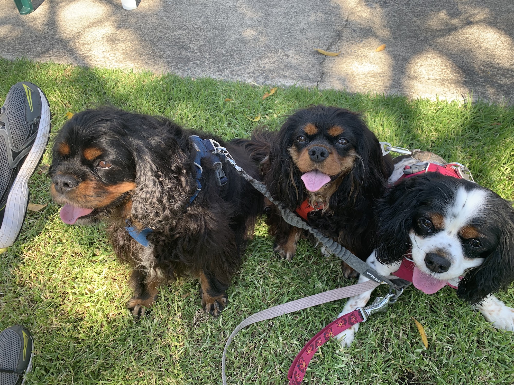 Furhill Pet Boarding