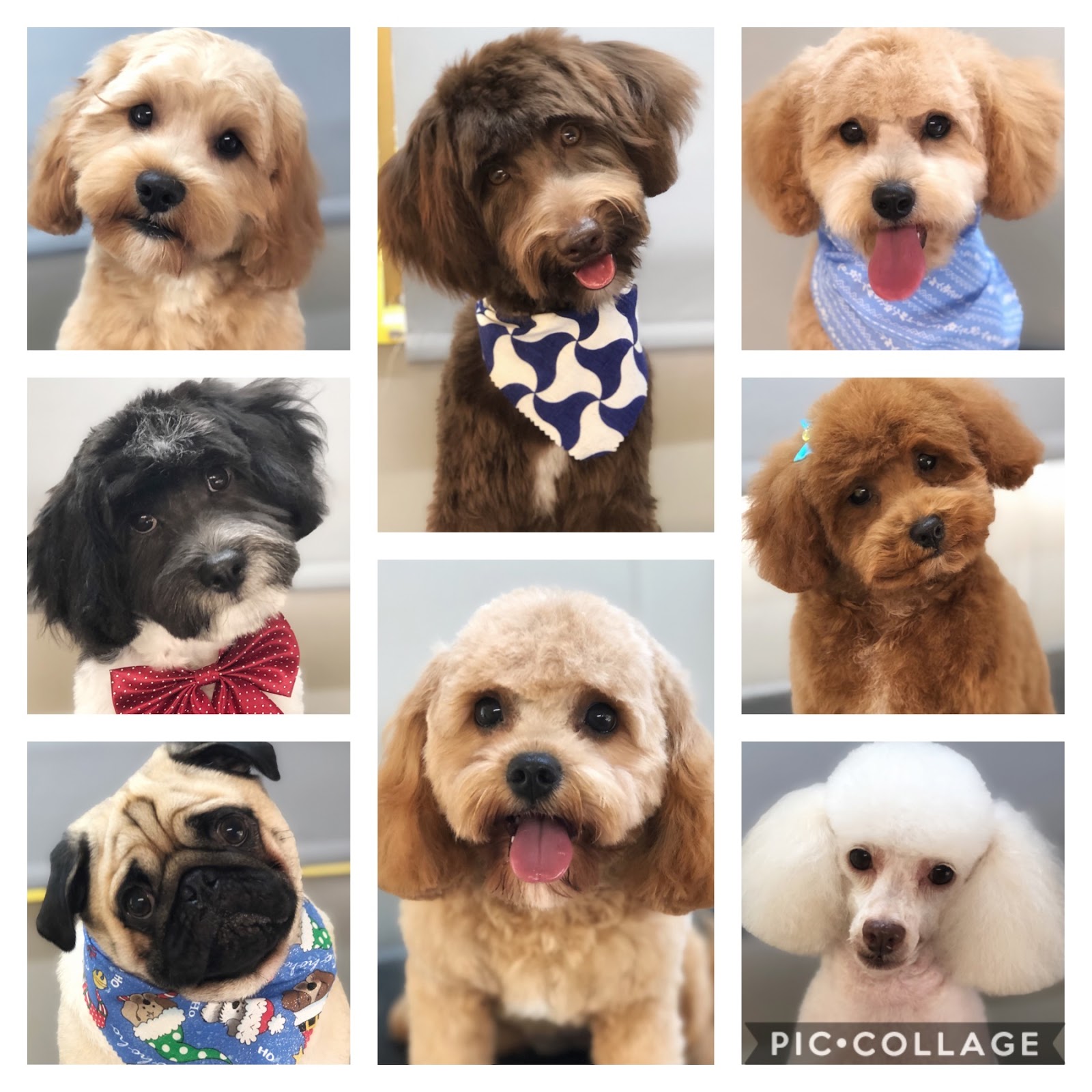 Shampoodles Dog Grooming - Port Macquarie