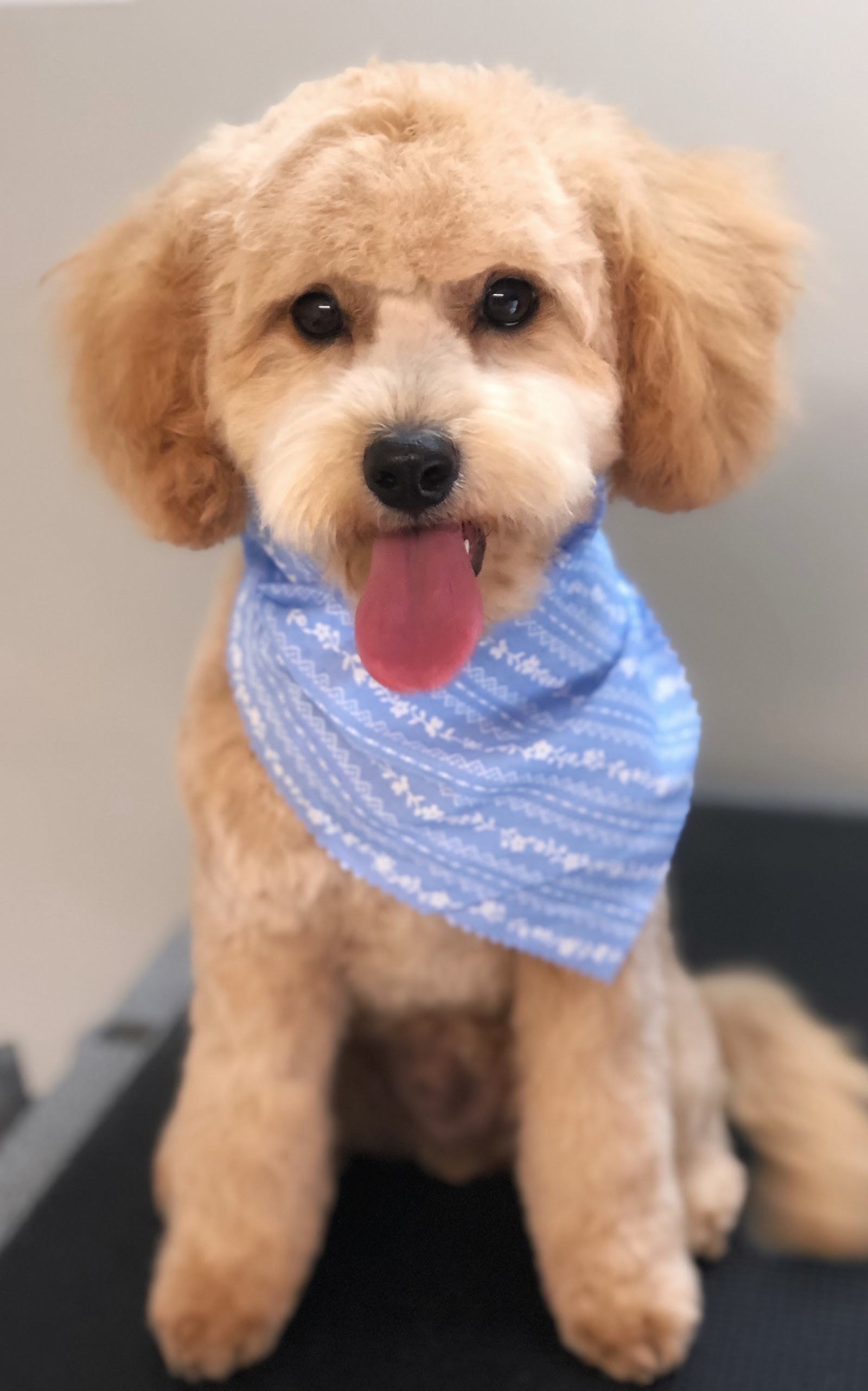 Shampoodles Dog Grooming - Port Macquarie