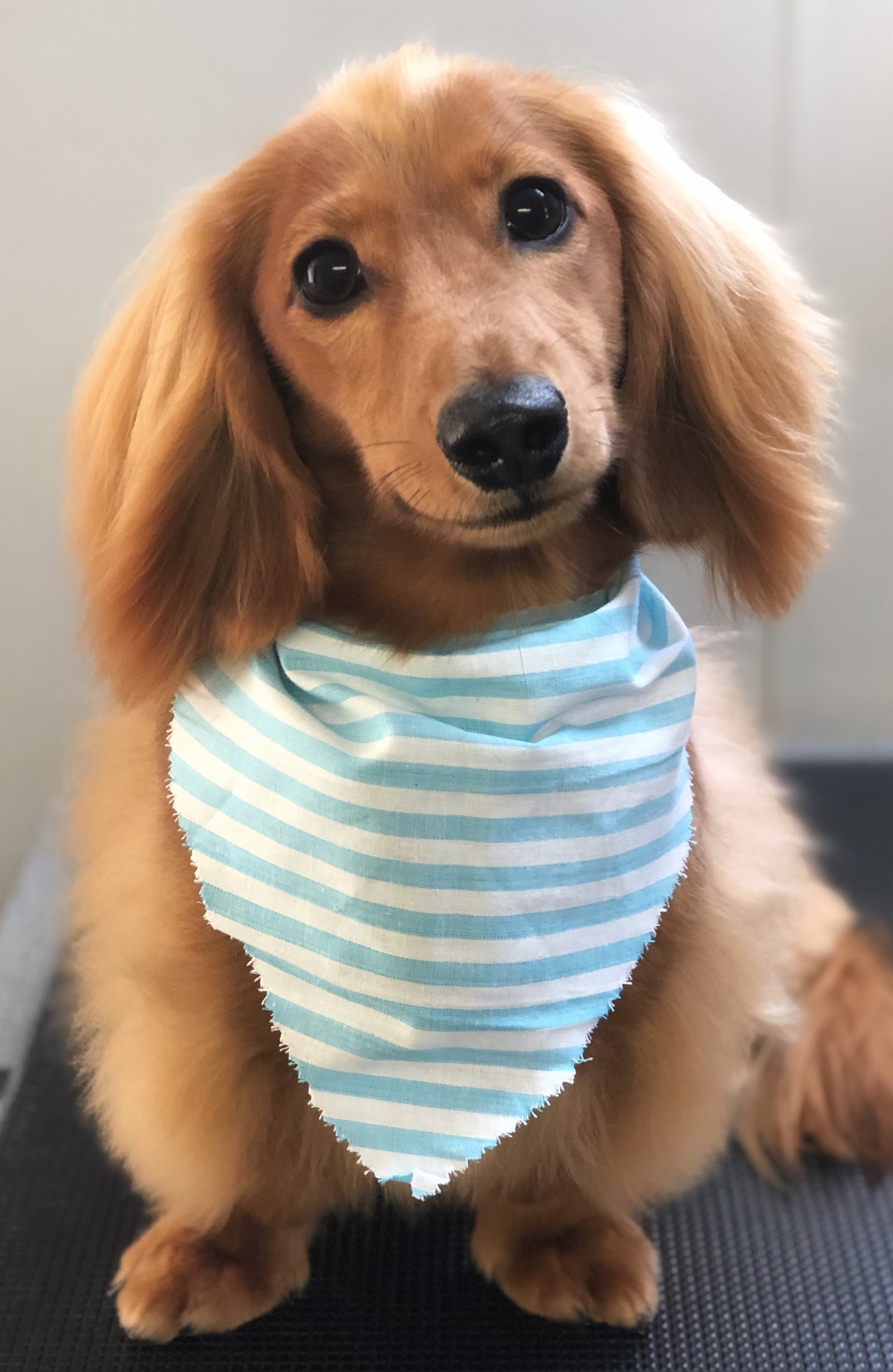 Shampoodles Dog Grooming - Port Macquarie