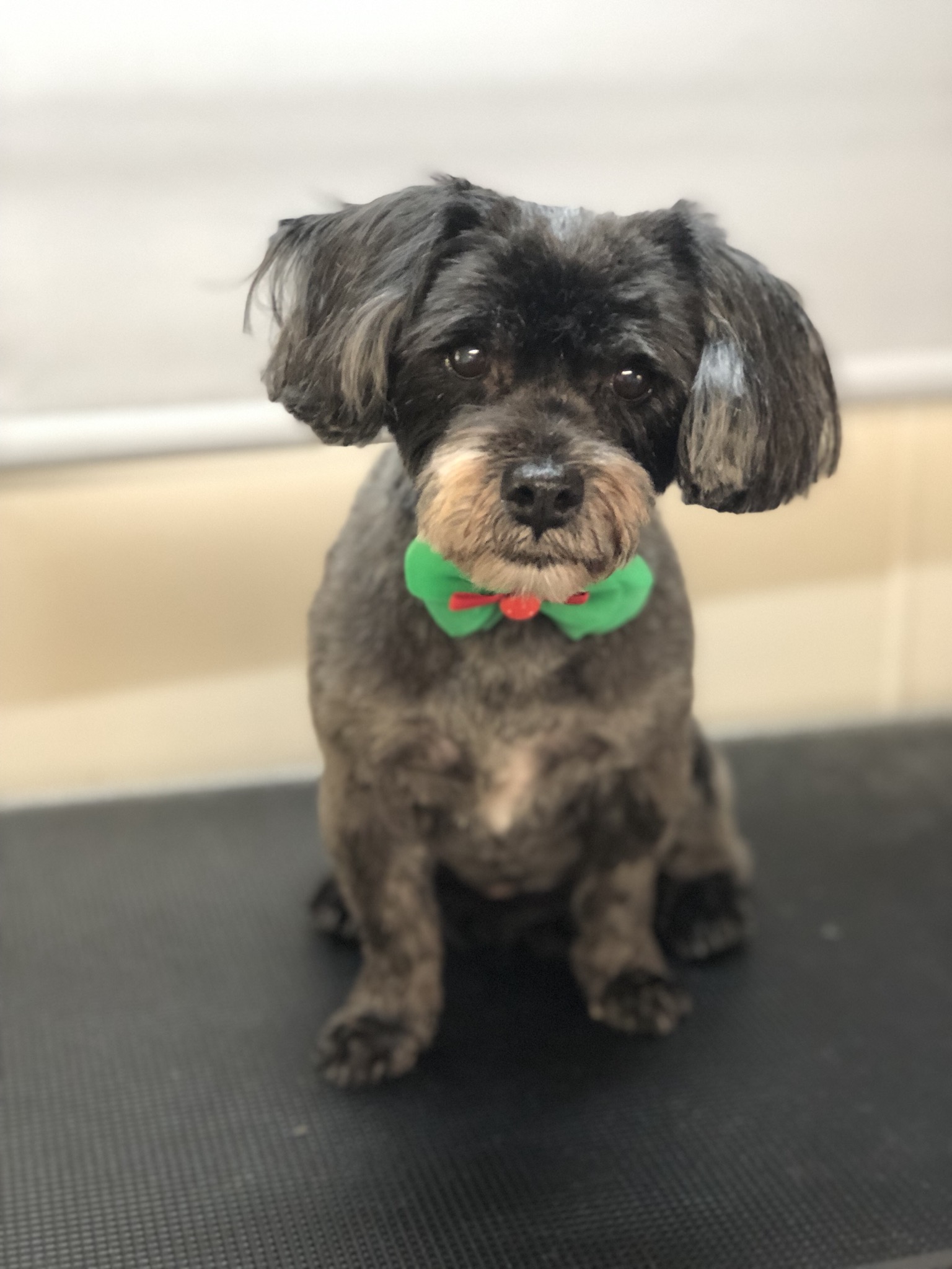 Shampoodles Dog Grooming - Port Macquarie