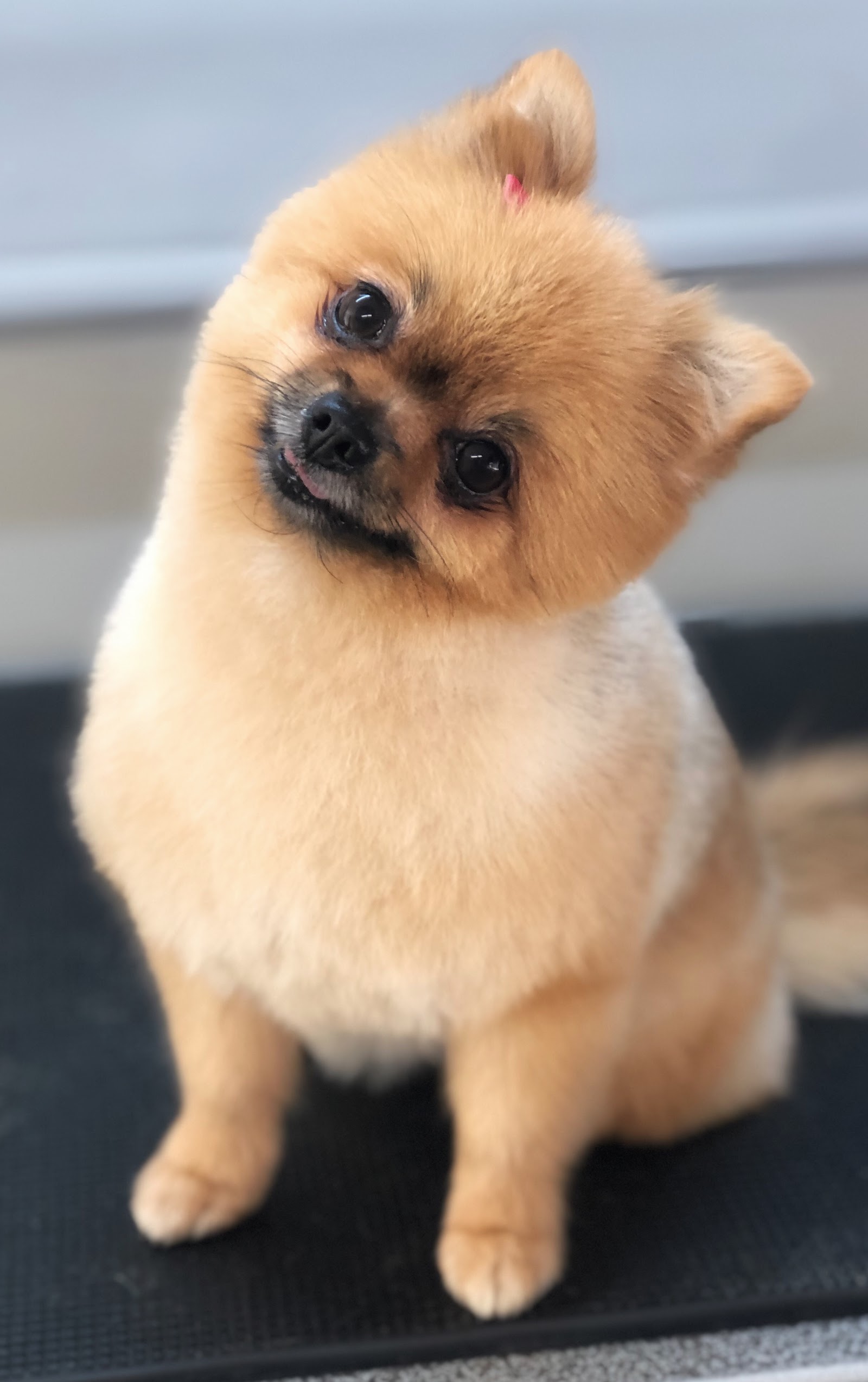 Shampoodles Dog Grooming - Port Macquarie