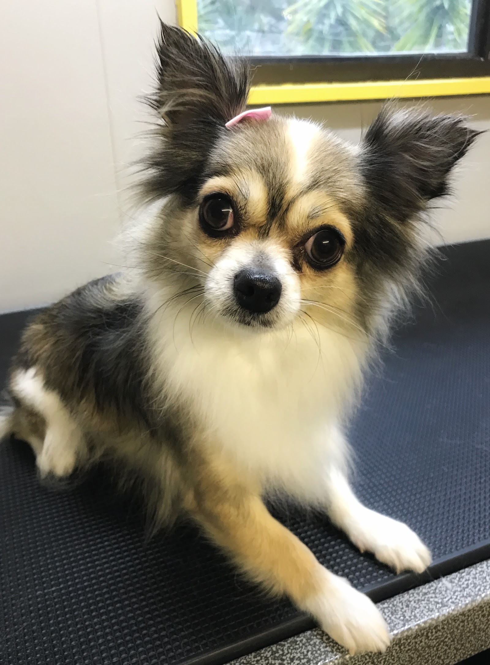 Shampoodles Dog Grooming - Port Macquarie