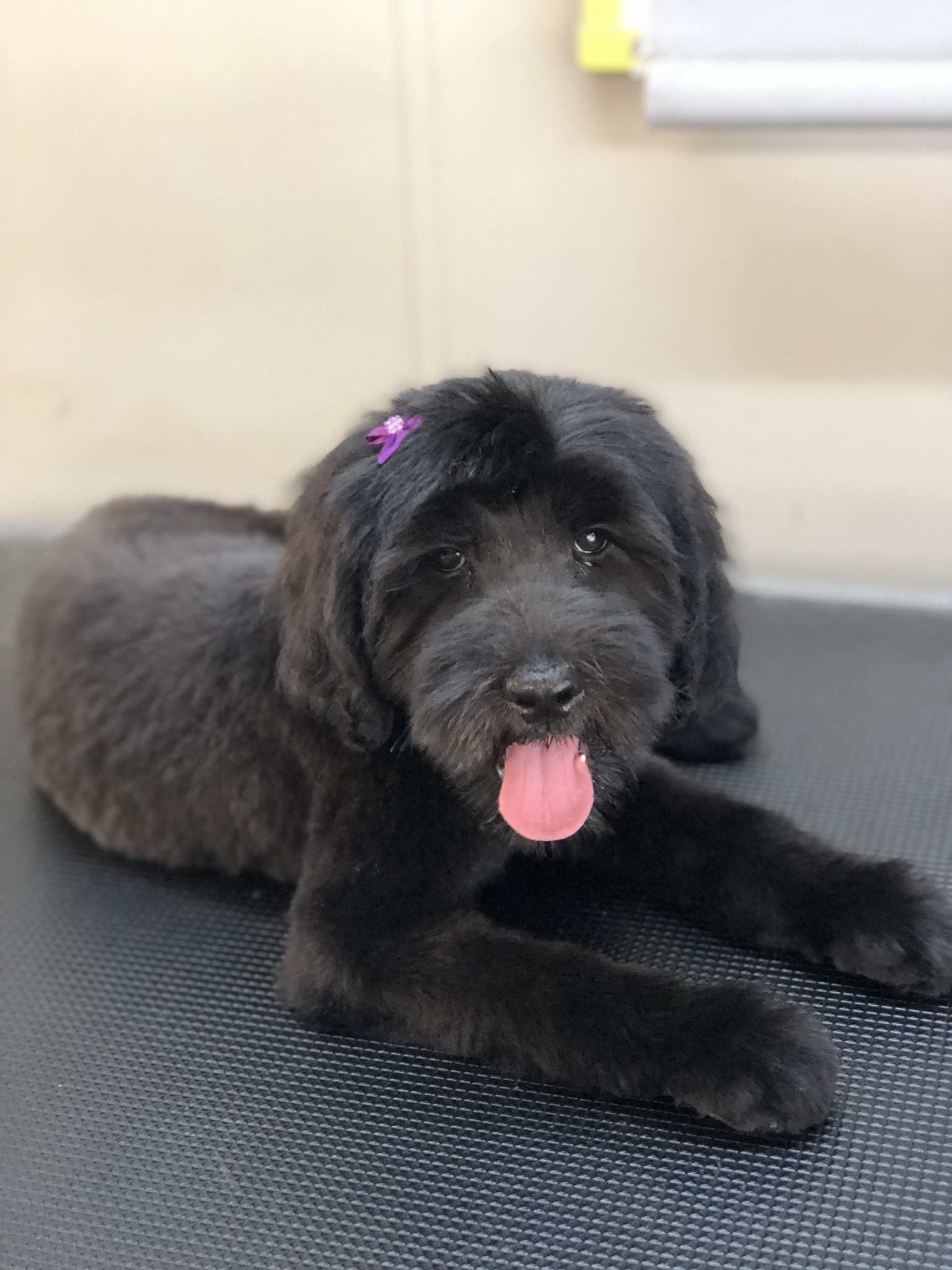 Shampoodles Dog Grooming - Port Macquarie — Pet Groomers
