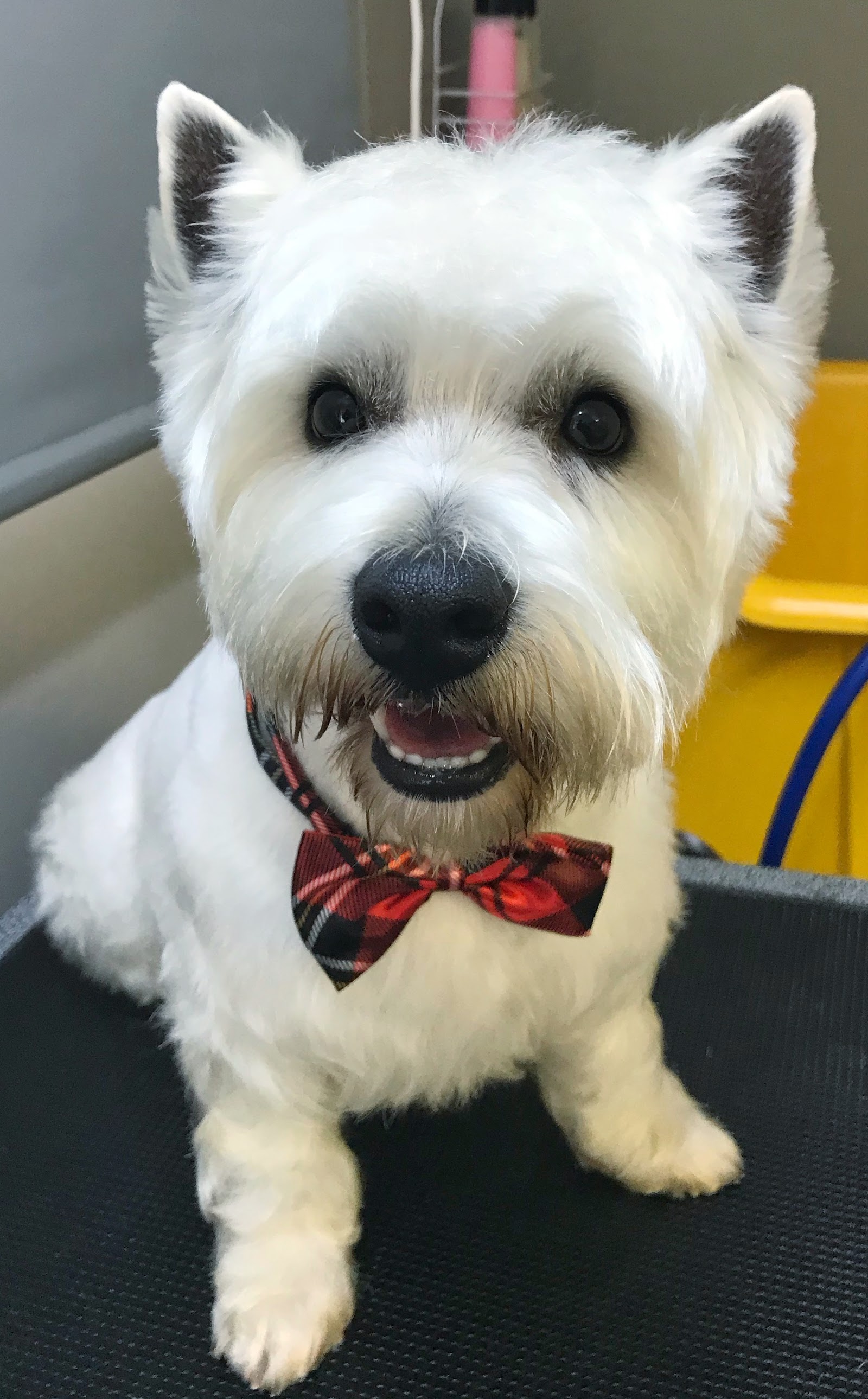 Shampoodles Dog Grooming - Port Macquarie
