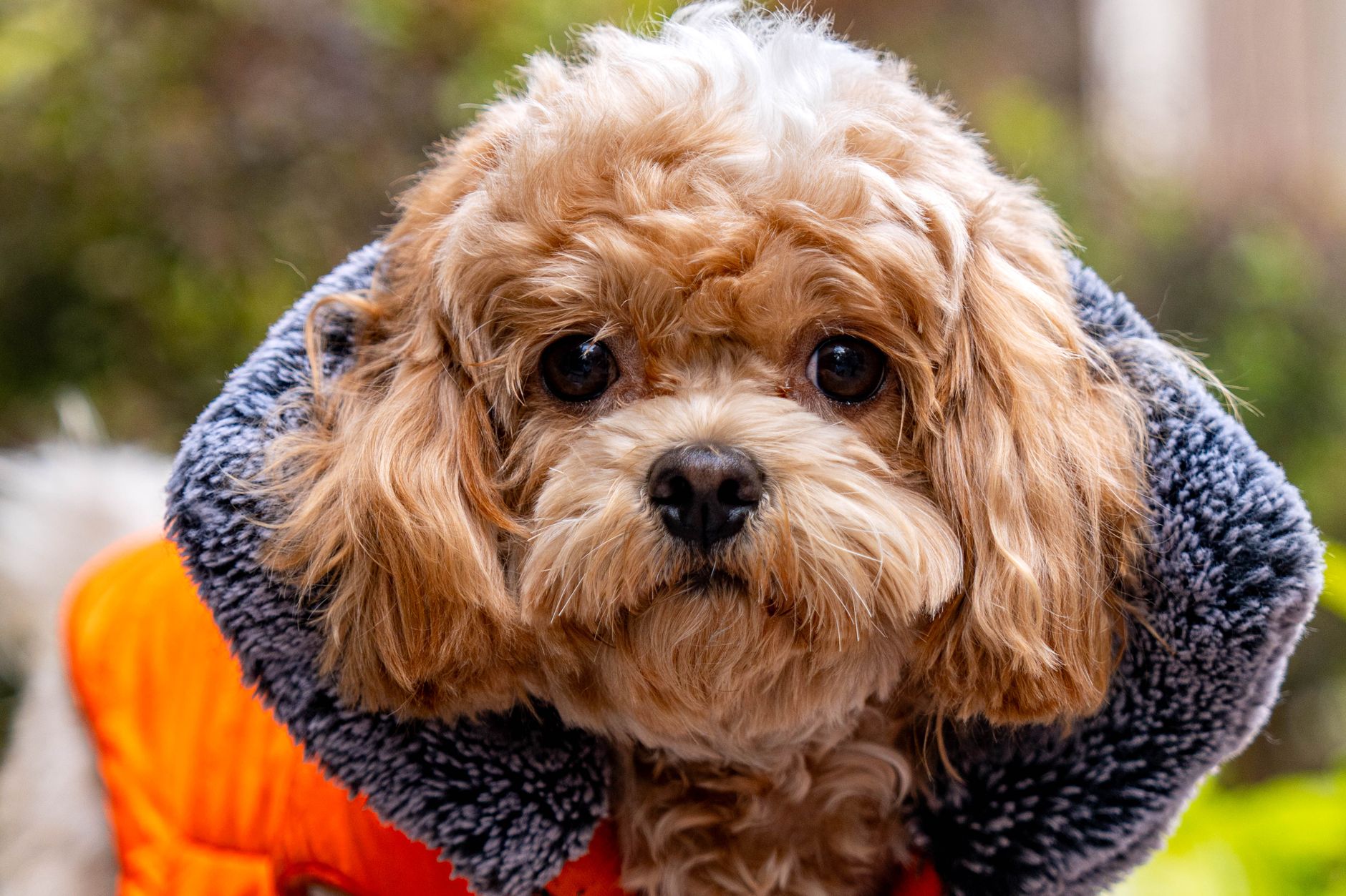 Jan's Dog Grooming