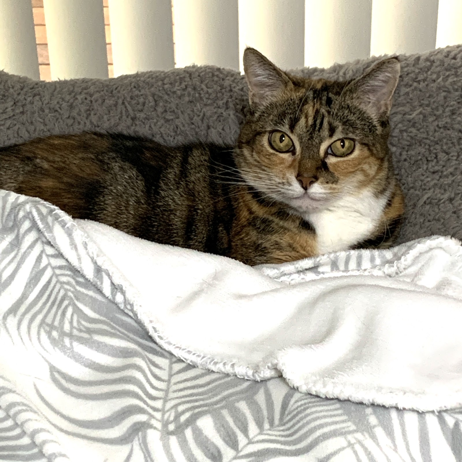 Petbarn Port Macquarie