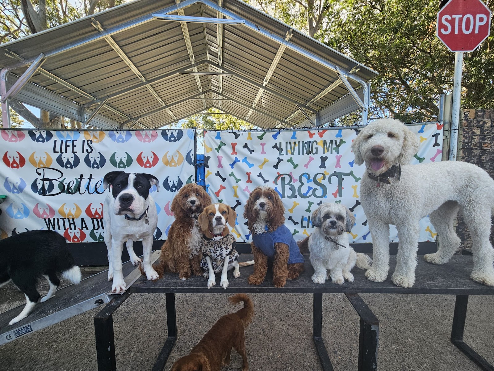 Doggy Daycare Port Macquarie — Pet Groomers