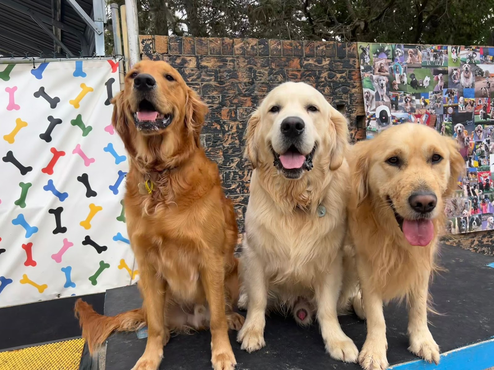 Doggy Daycare Port Macquarie