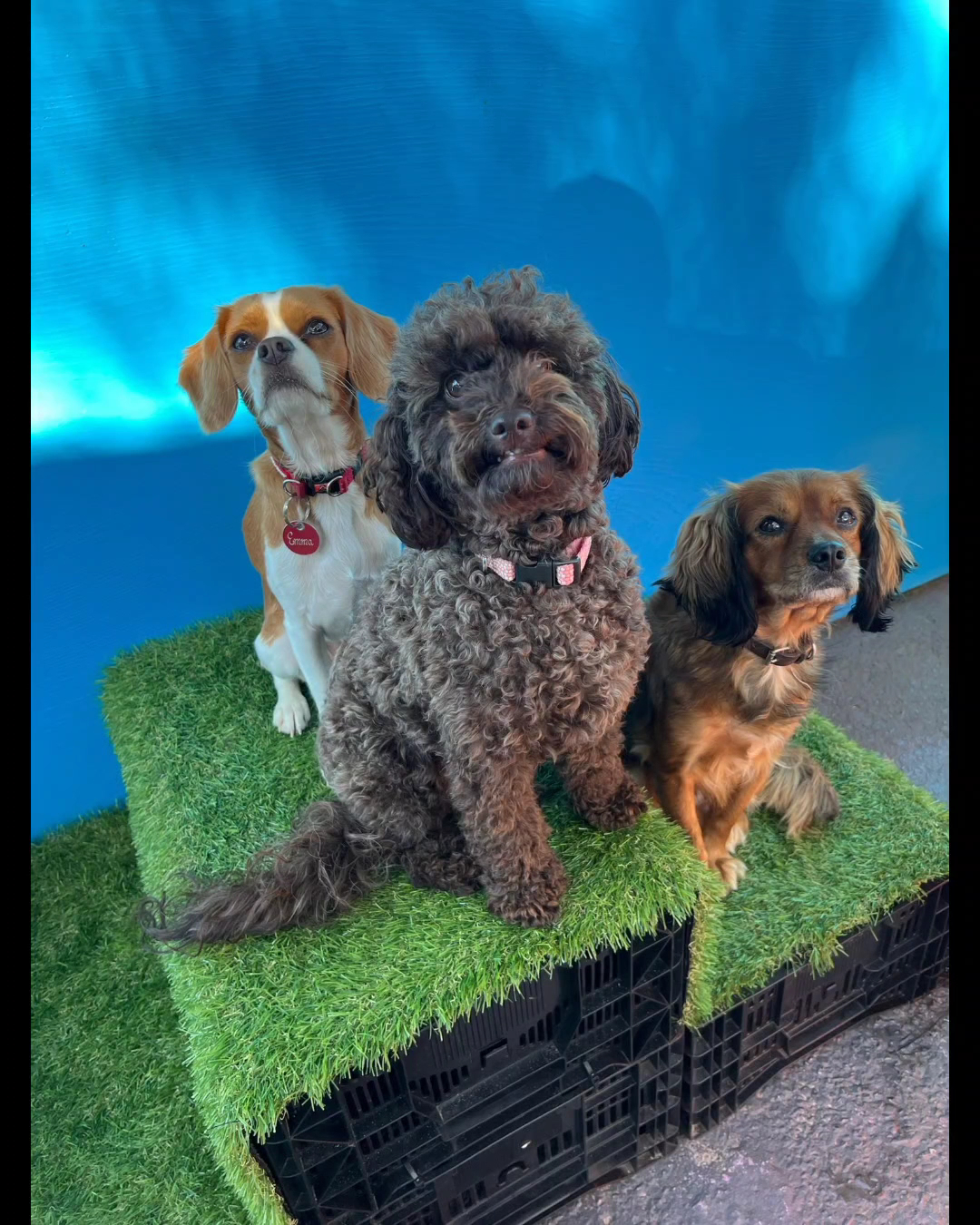 Doggy Daycare Port Macquarie