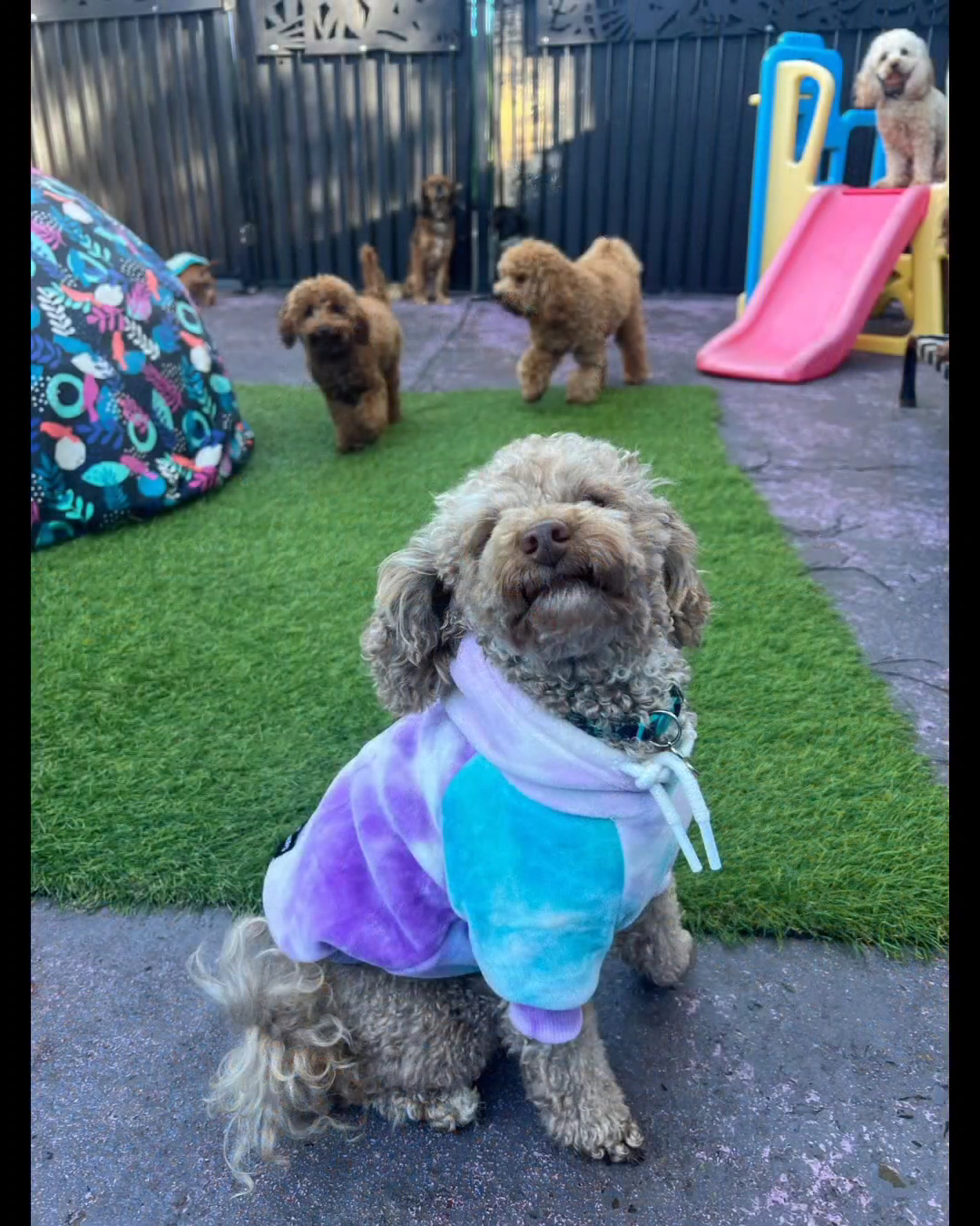 Doggy Daycare Port Macquarie