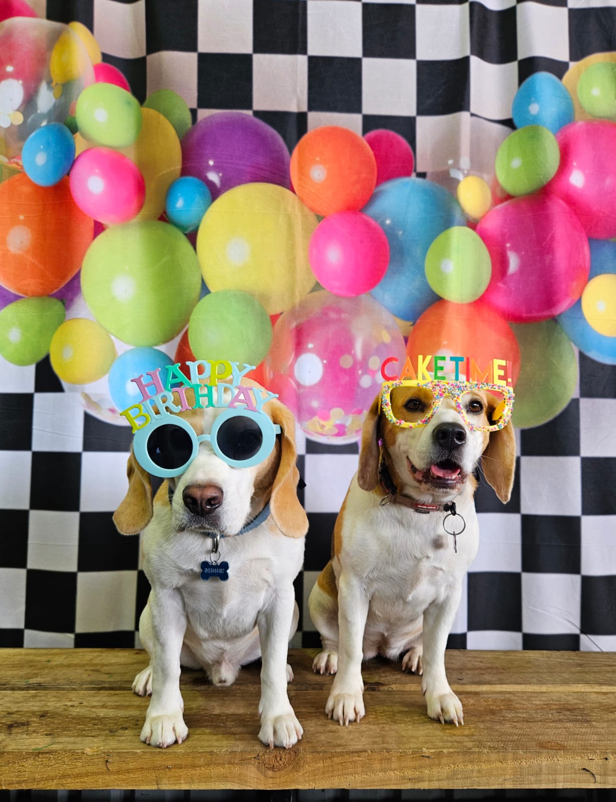 Doggy Daycare Port Macquarie
