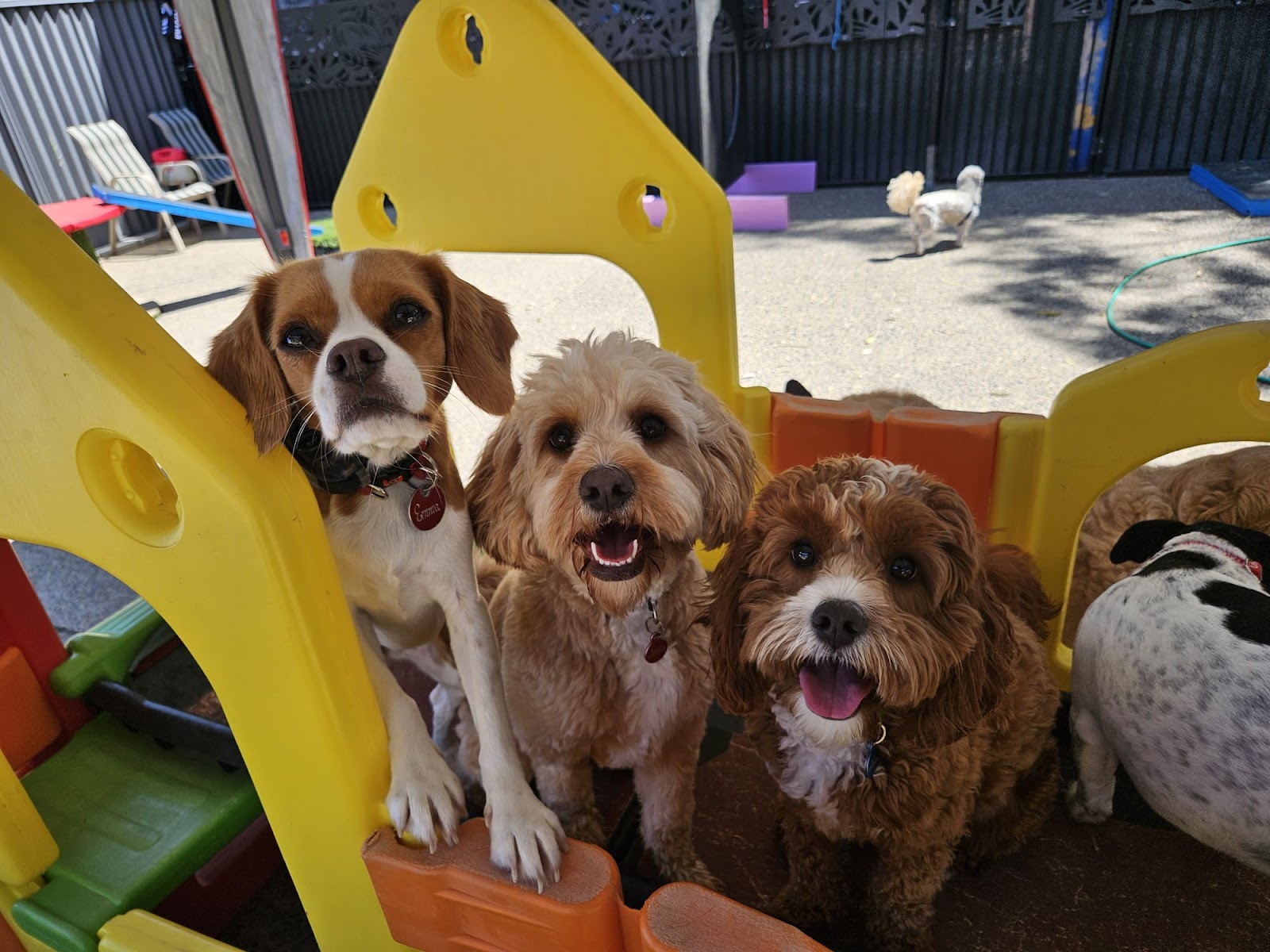 Doggy Daycare Port Macquarie