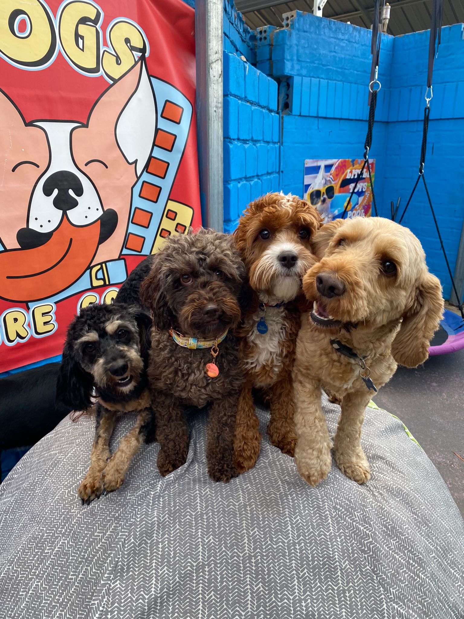 Doggy Daycare Port Macquarie