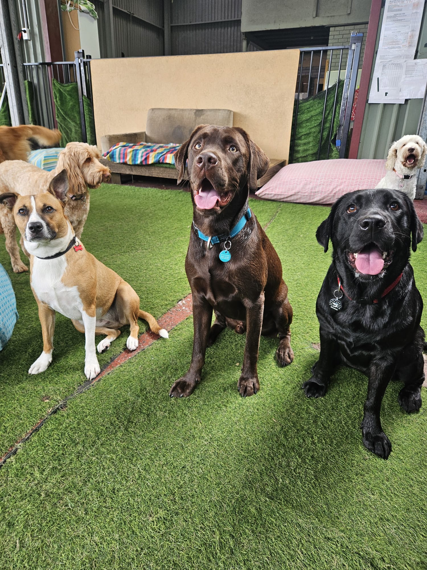 Doggy Daycare Port Macquarie