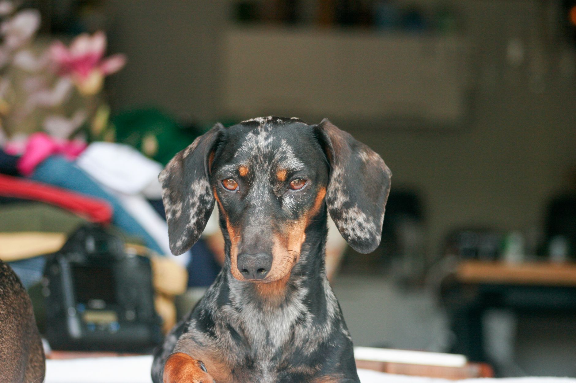 Clip 'n' Clean Dog Grooming