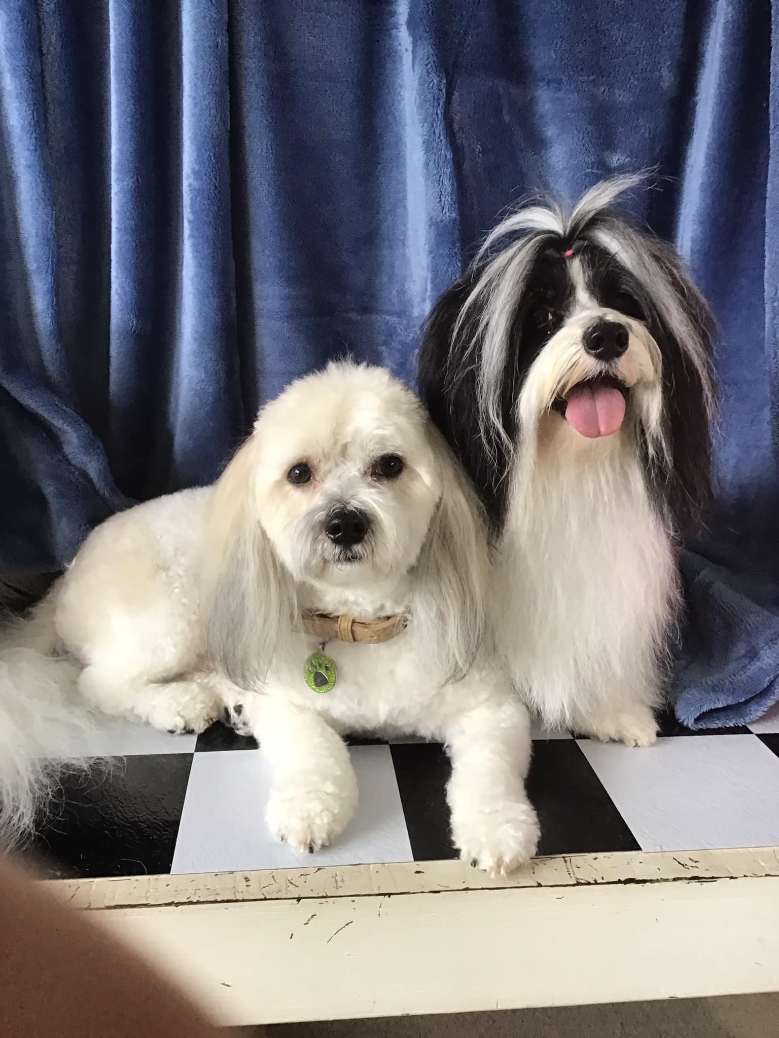 Glamour Pooches Styling & Clipping — Pet Groomers