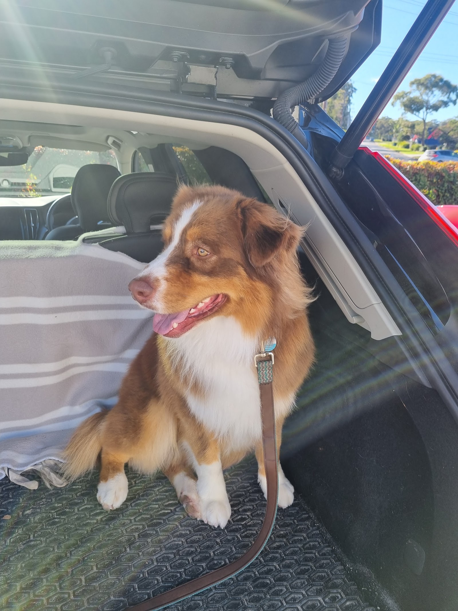 Petstock Country Port Macquarie
