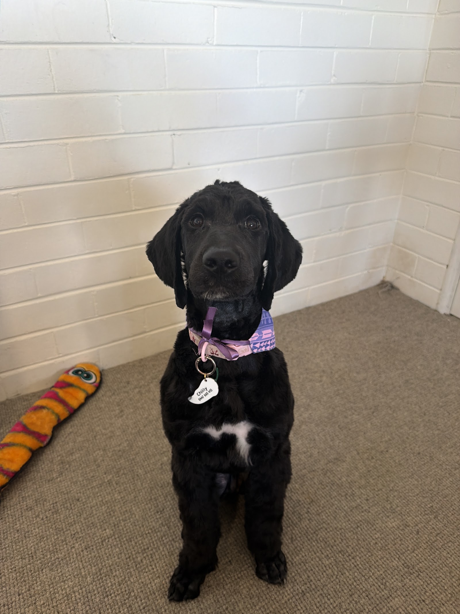Claws & Paws Grooming Salon — Pet Groomers