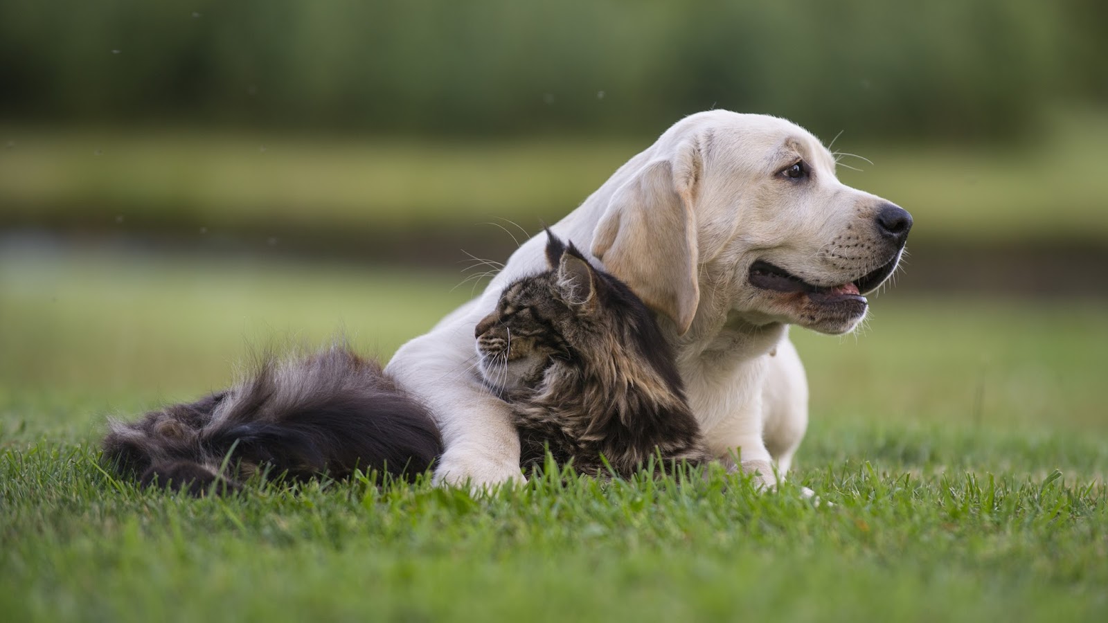 Australian Pet Boarding — Pet Groomers