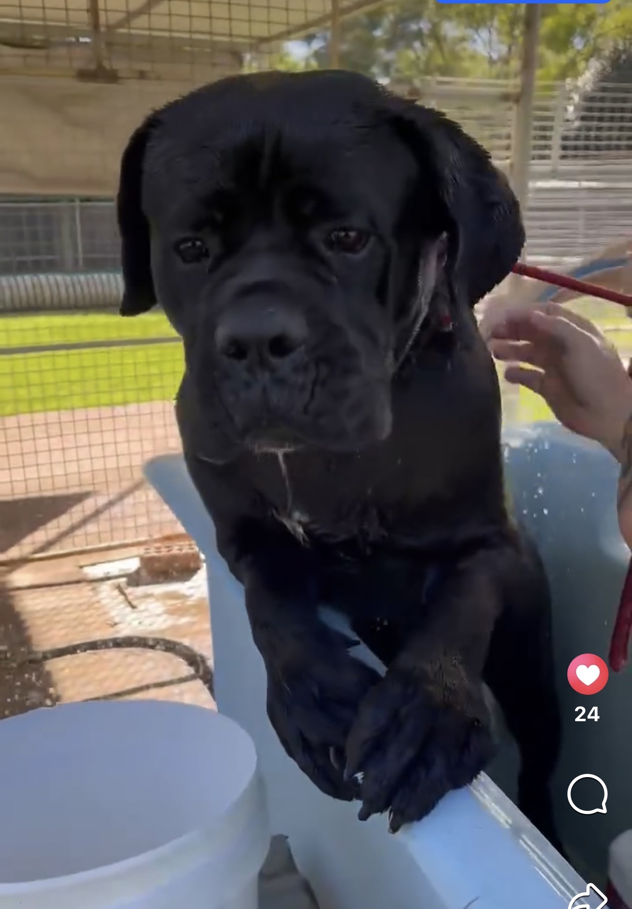 Australian Pet Boarding