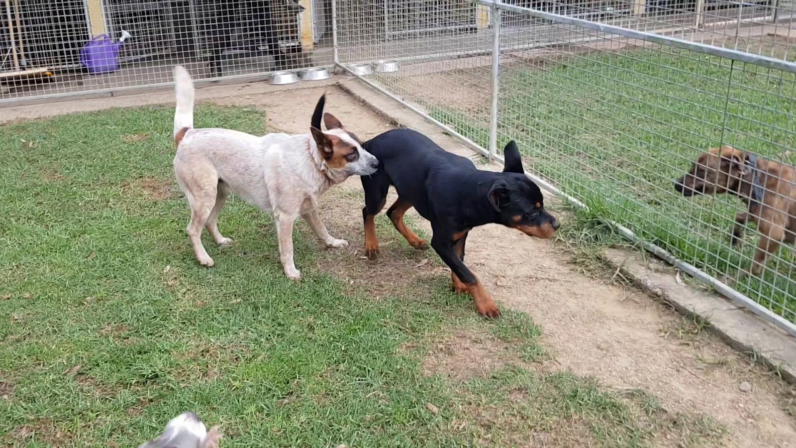 Australian Pet Boarding