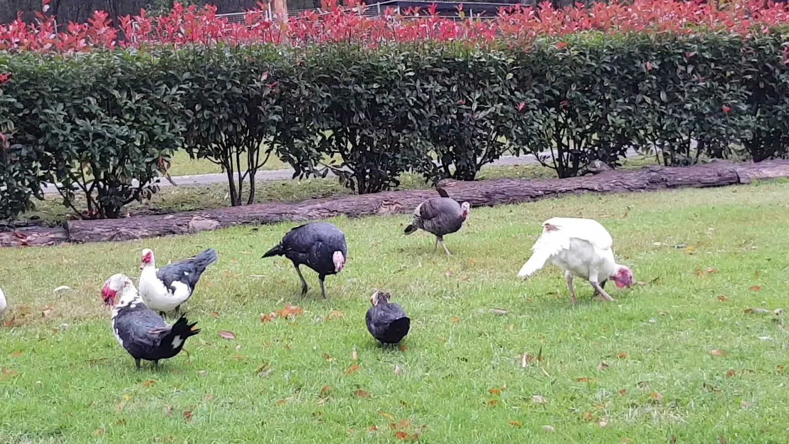 Australian Pet Boarding