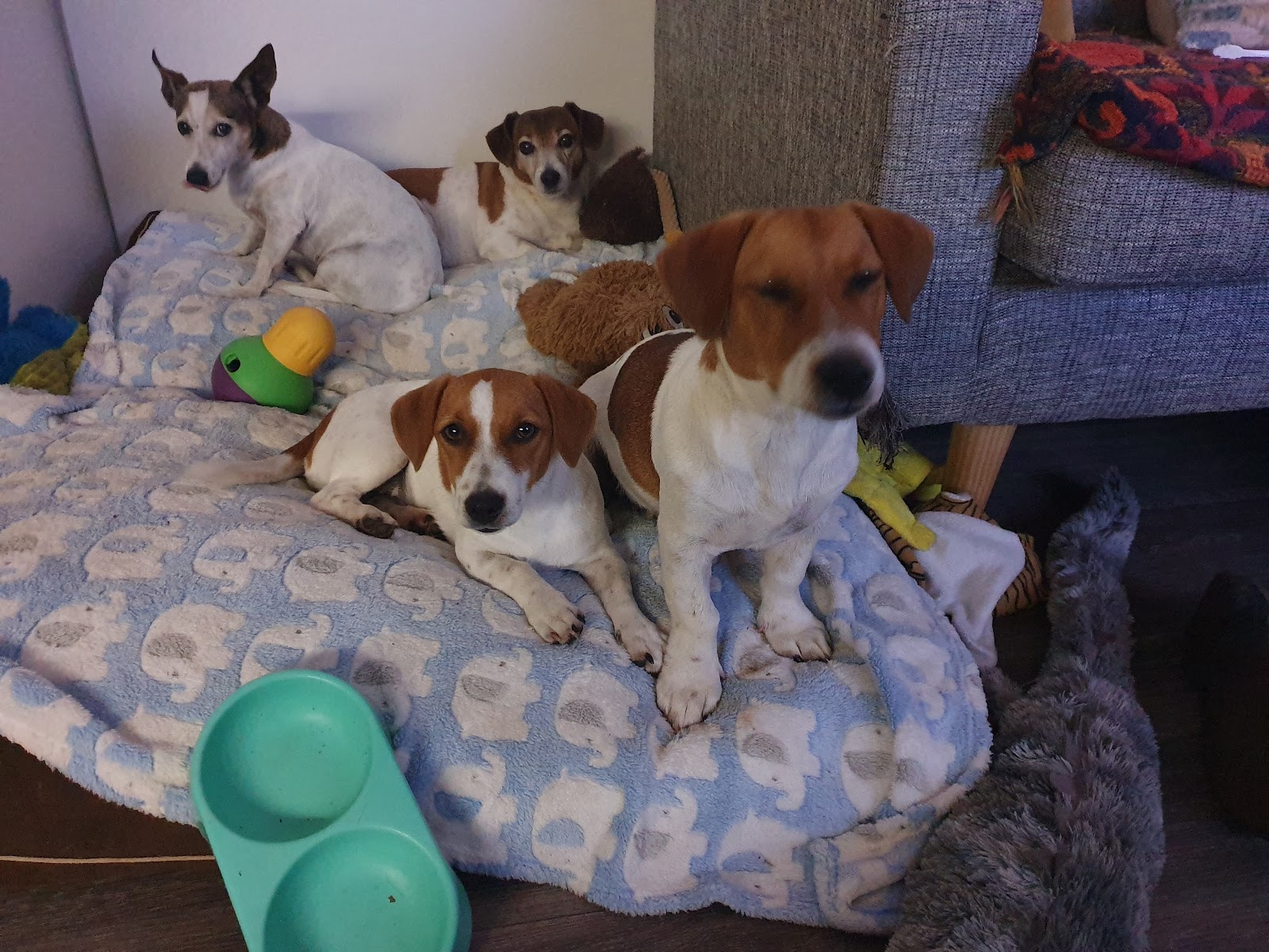 Australian Pet Boarding