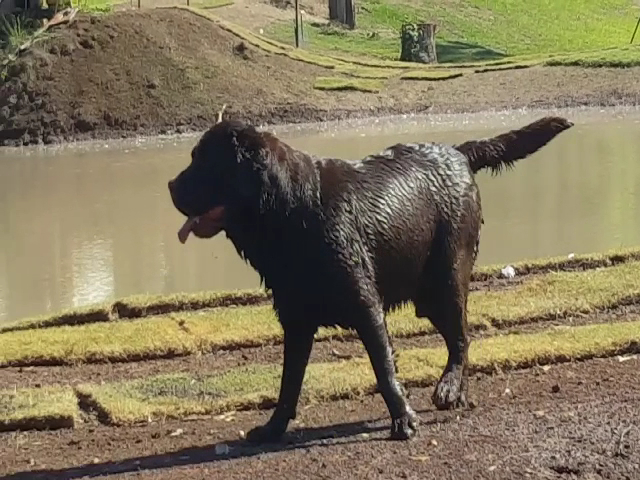 Australian Pet Boarding