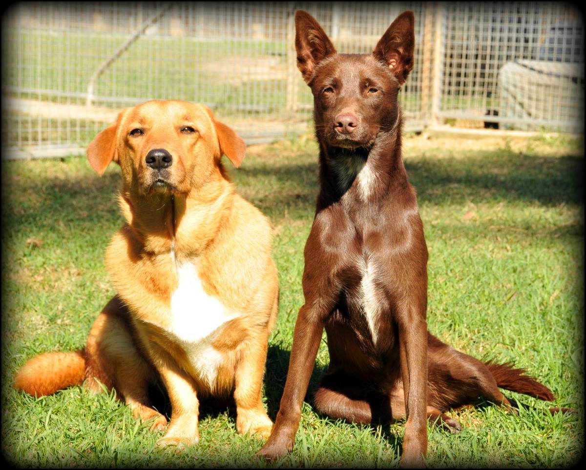 Australian Pet Boarding