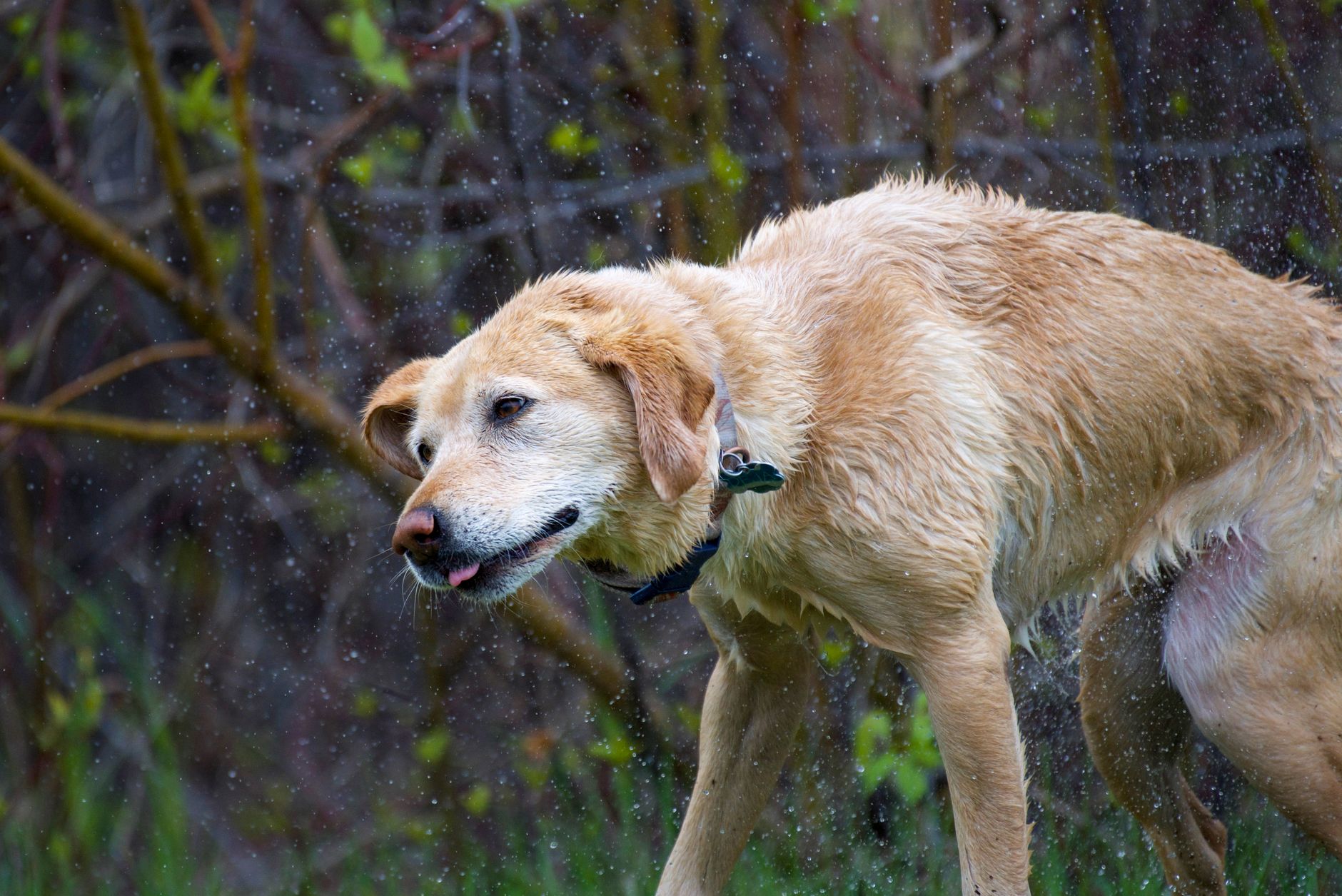 Ash Street Dog Park