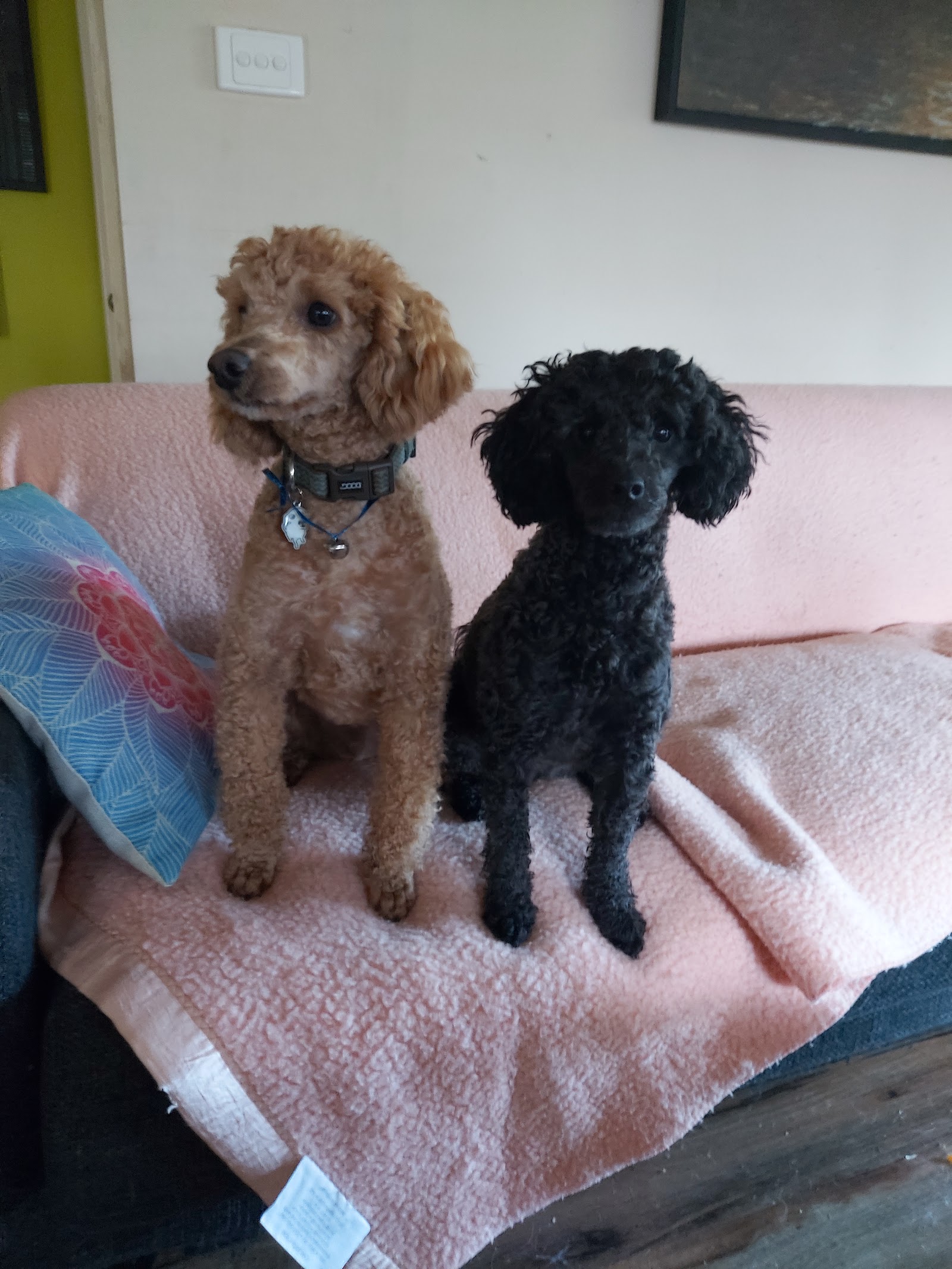 Snazzy Dog Boutique — Pet Groomers