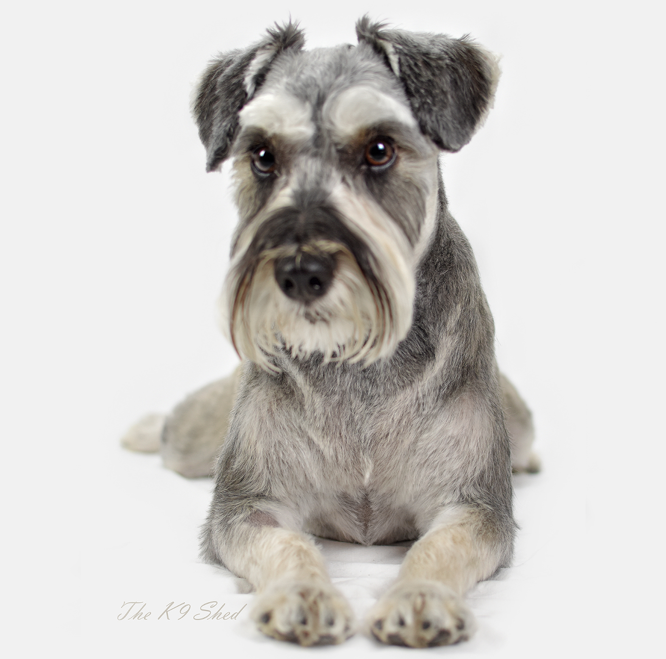 The K9 Shed — Pet Groomers