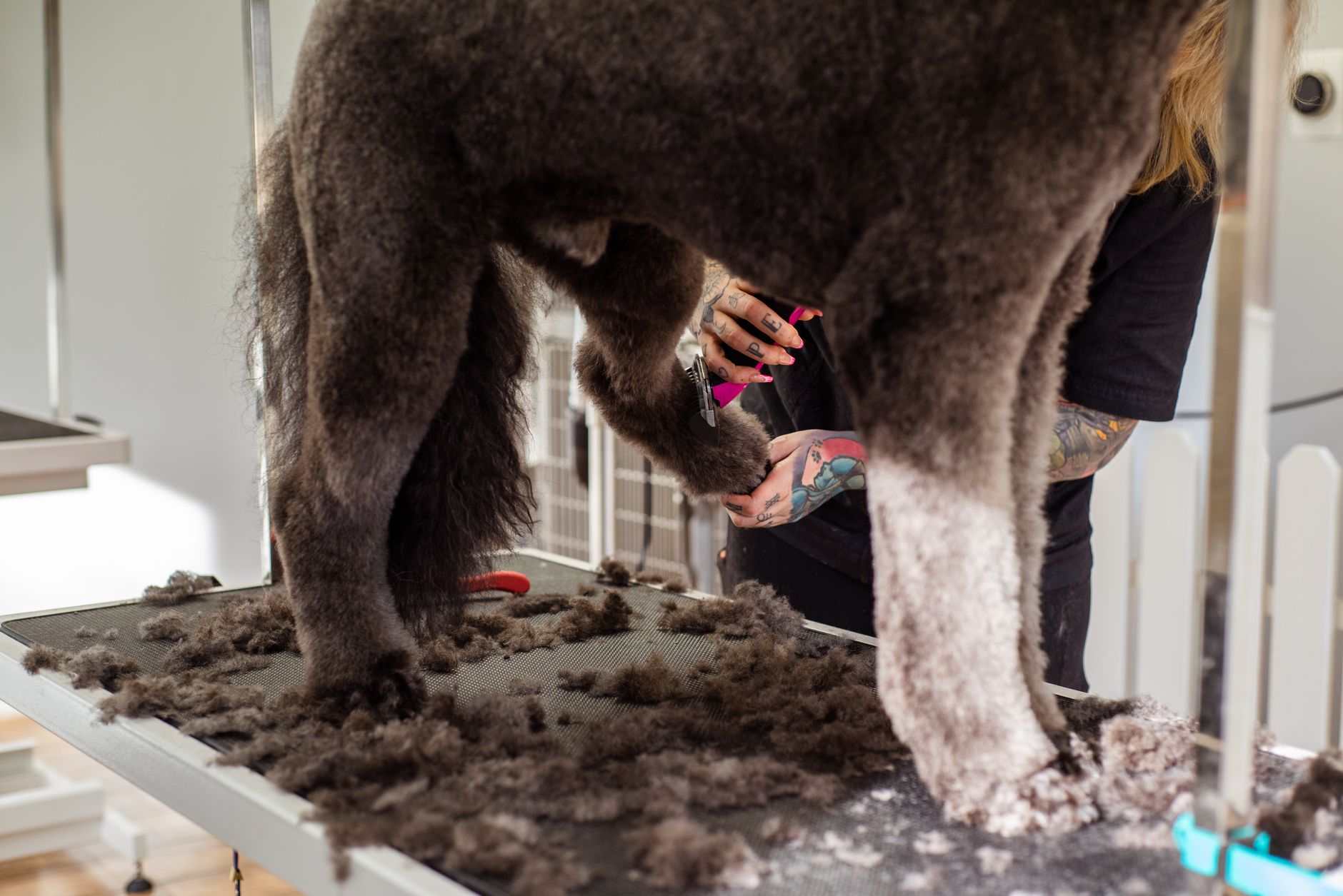 The K9 Shed